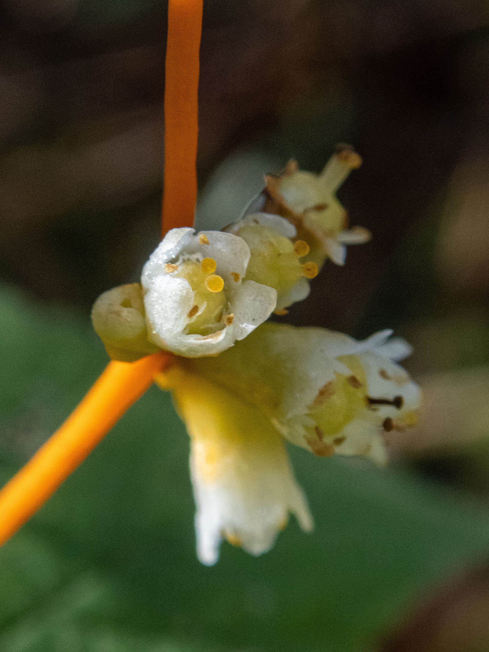 October at Nixon Park