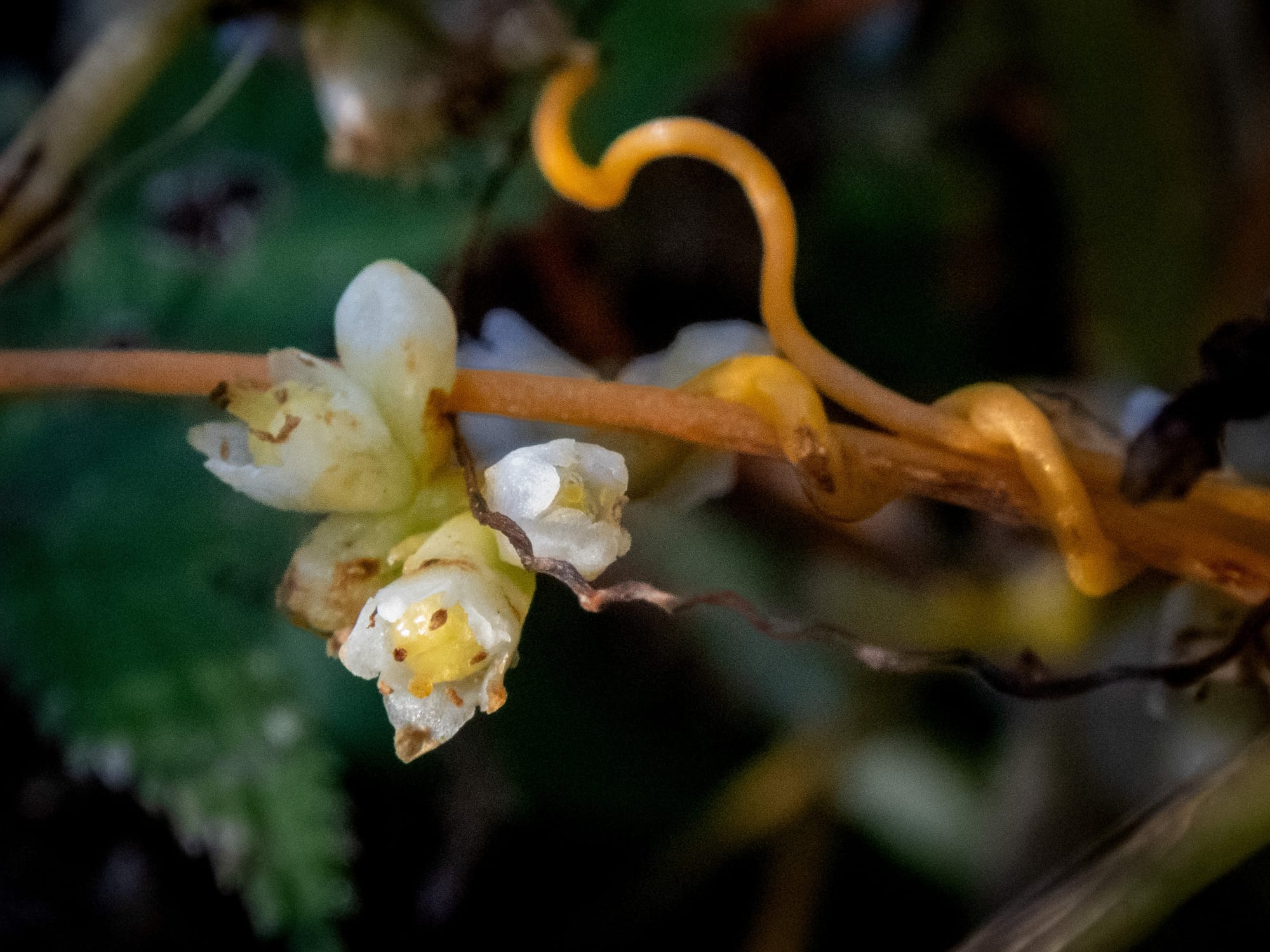 October at Nixon Park