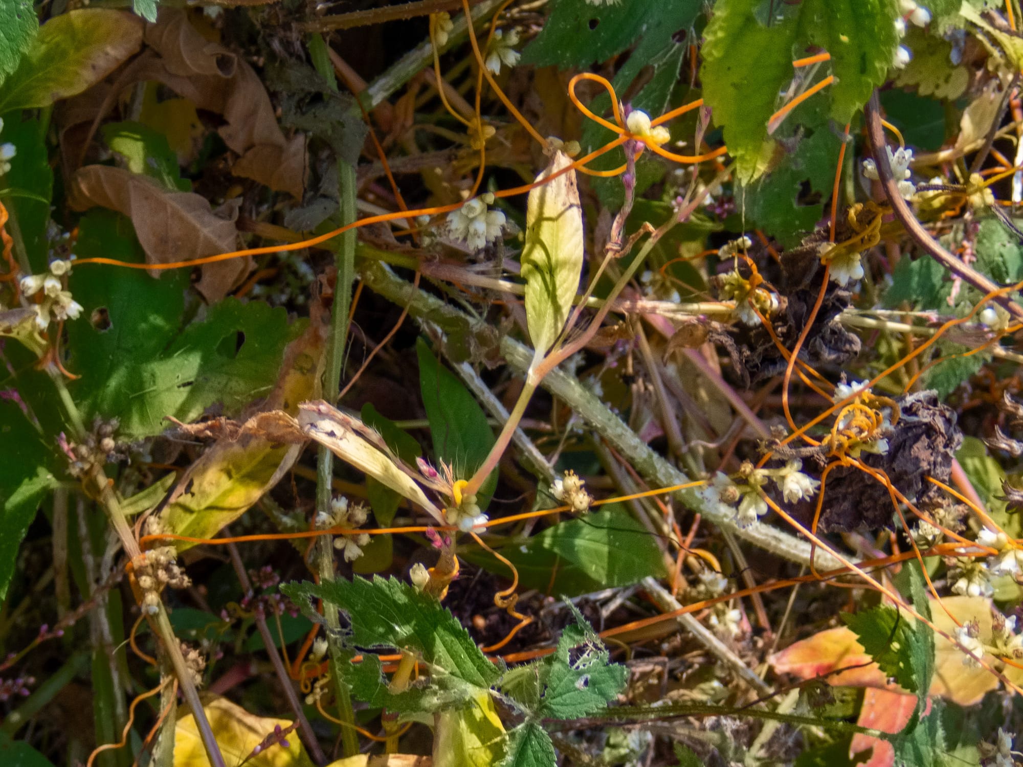 October at Nixon Park