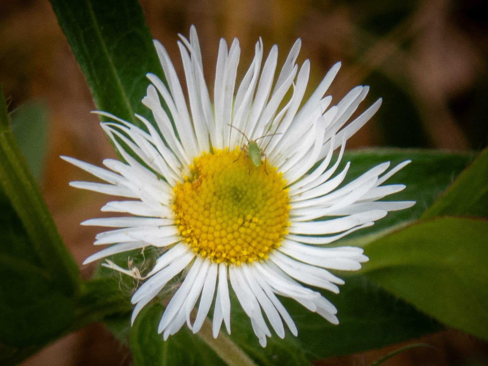 October at Nixon Park