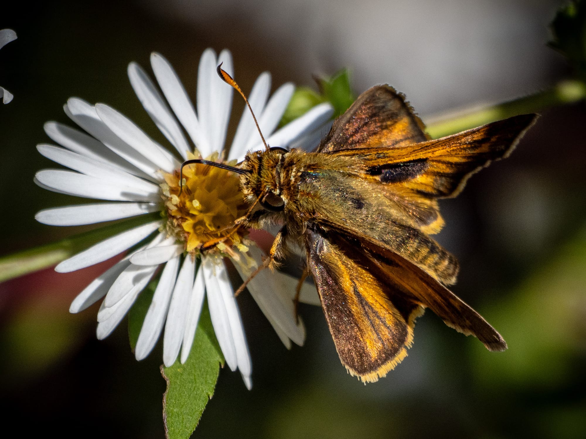 October at Nixon Park