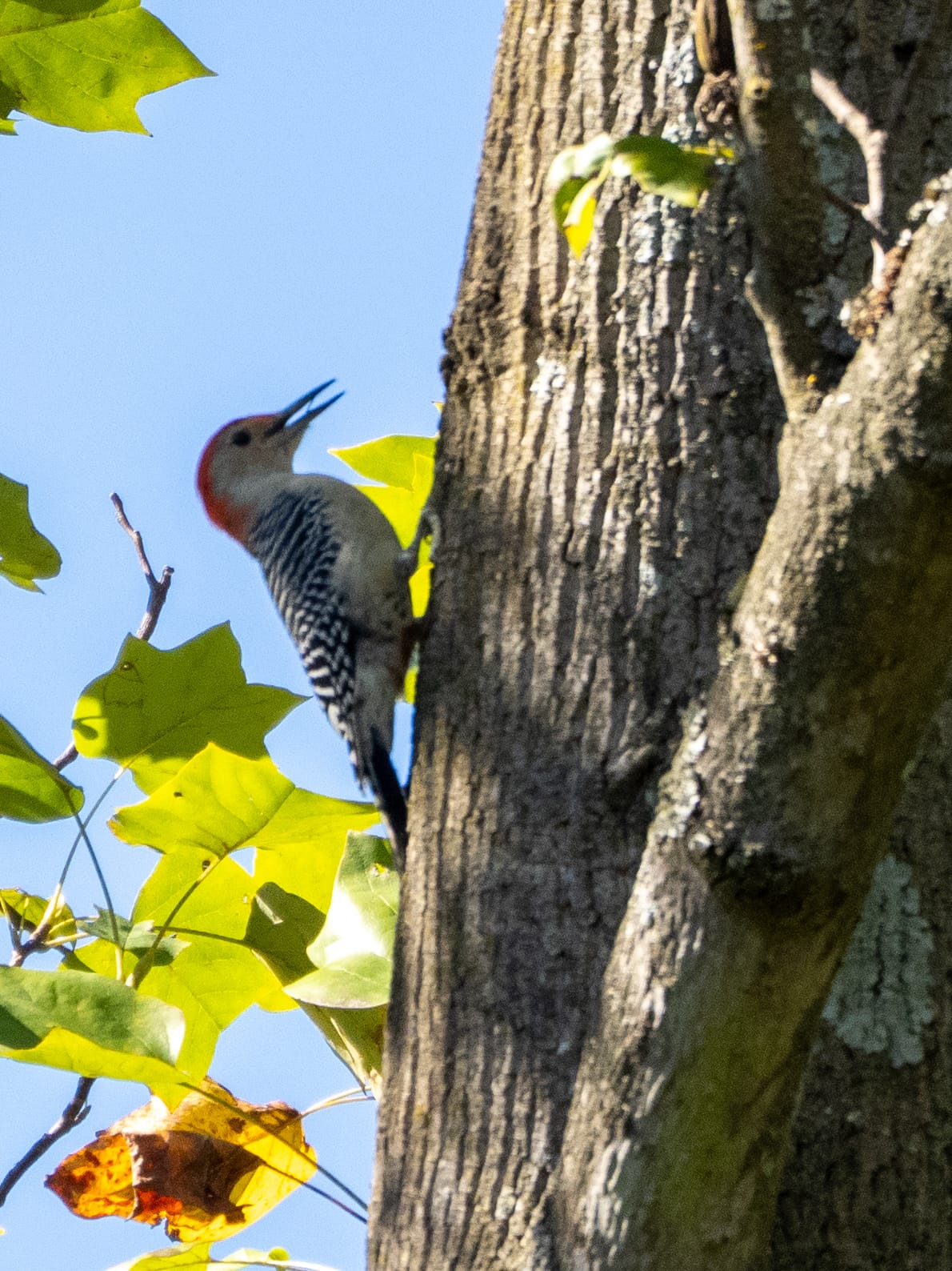 October at Nixon Park