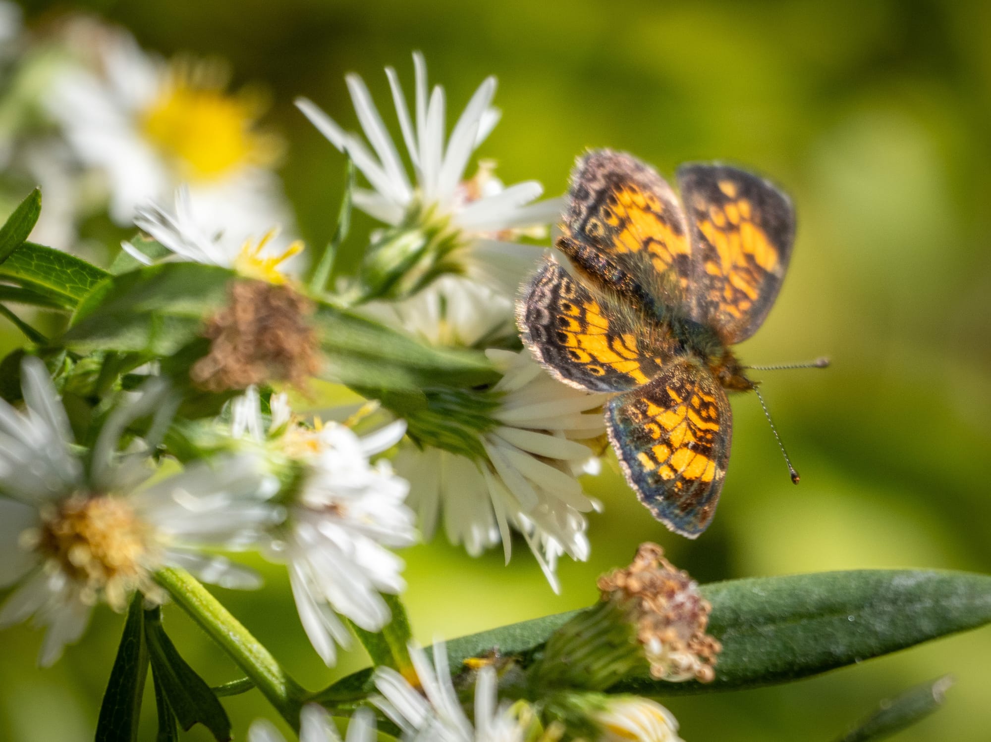 October at Nixon Park