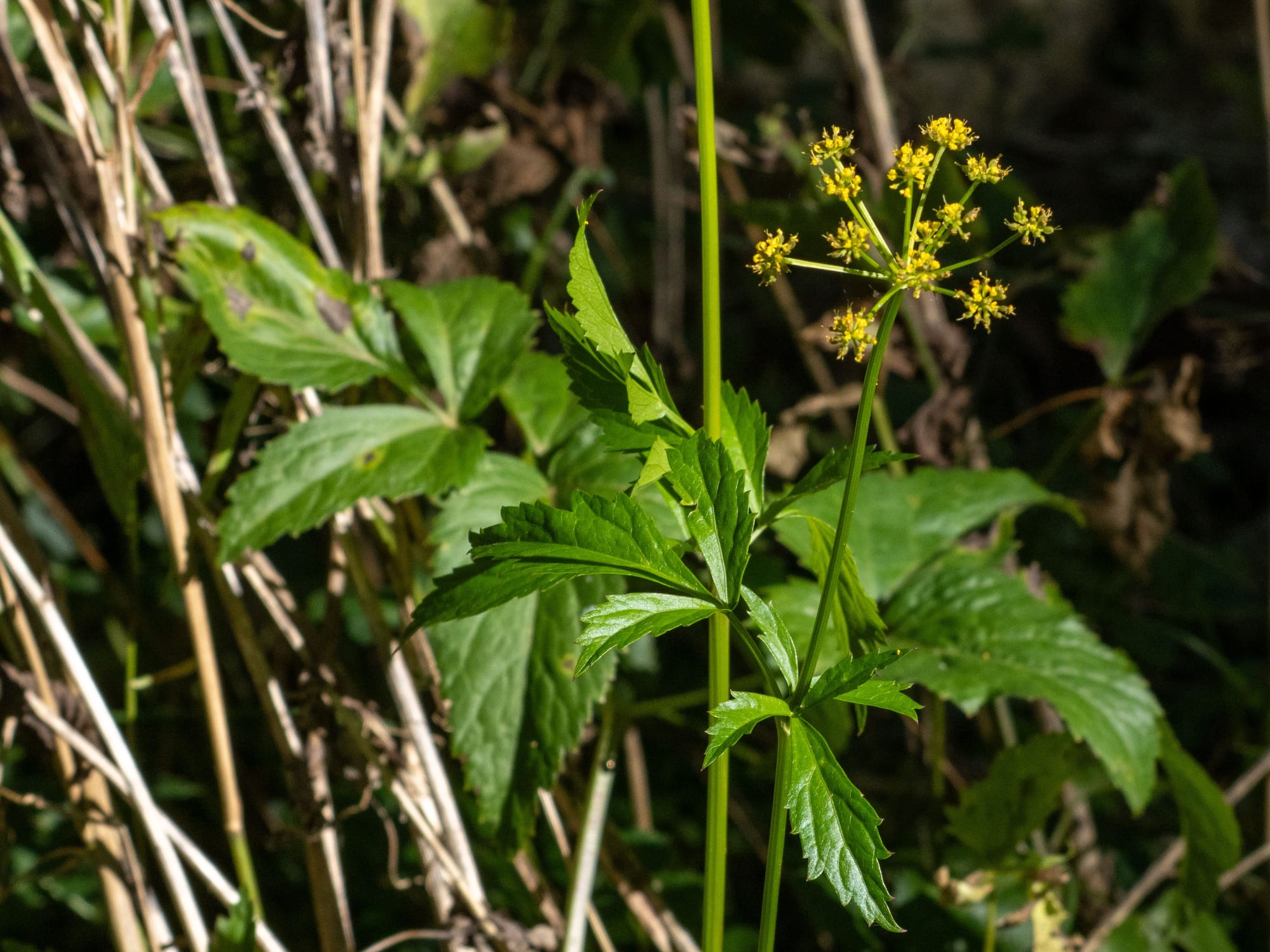 October at Nixon Park