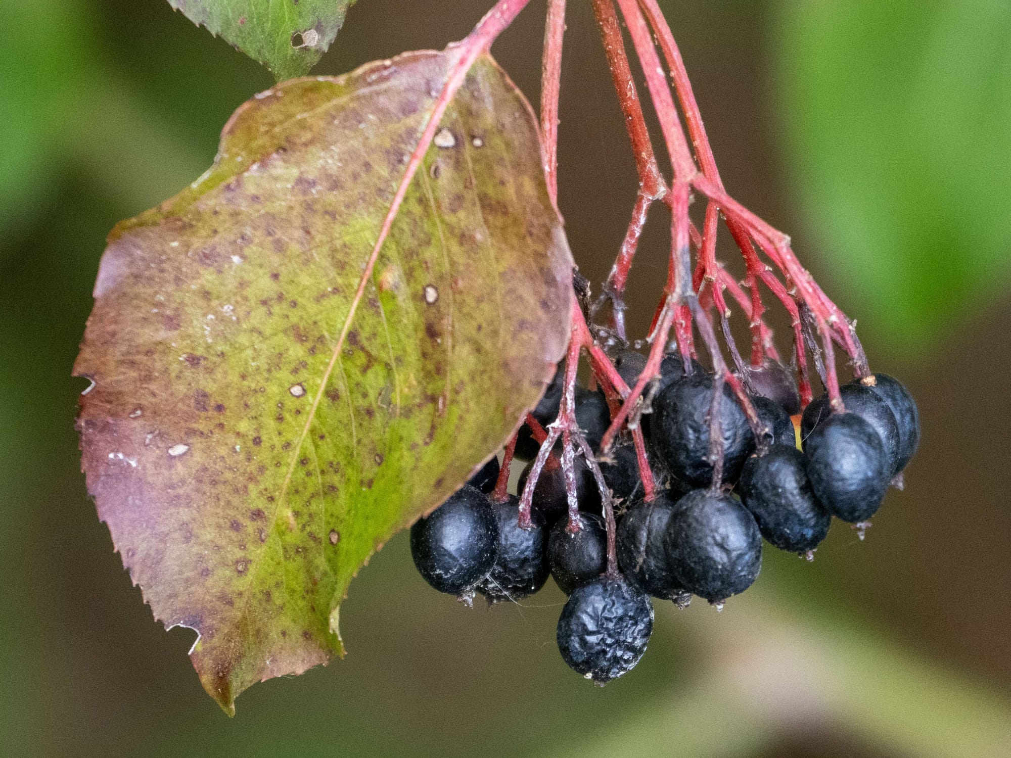 October at Nixon Park