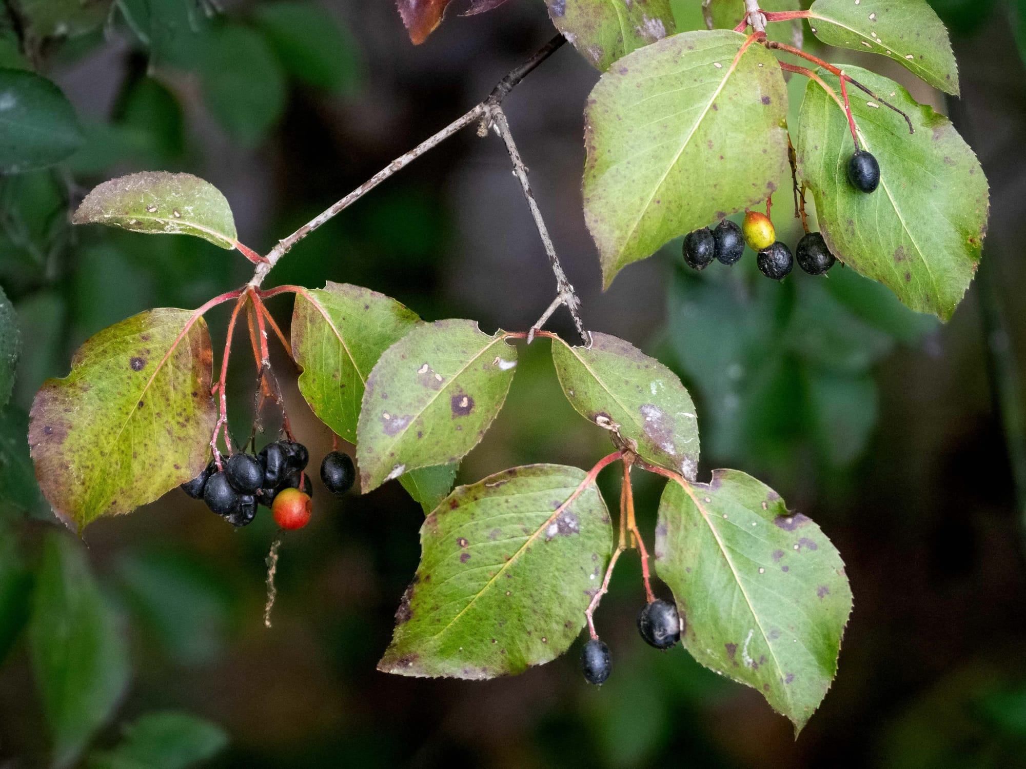 October at Nixon Park