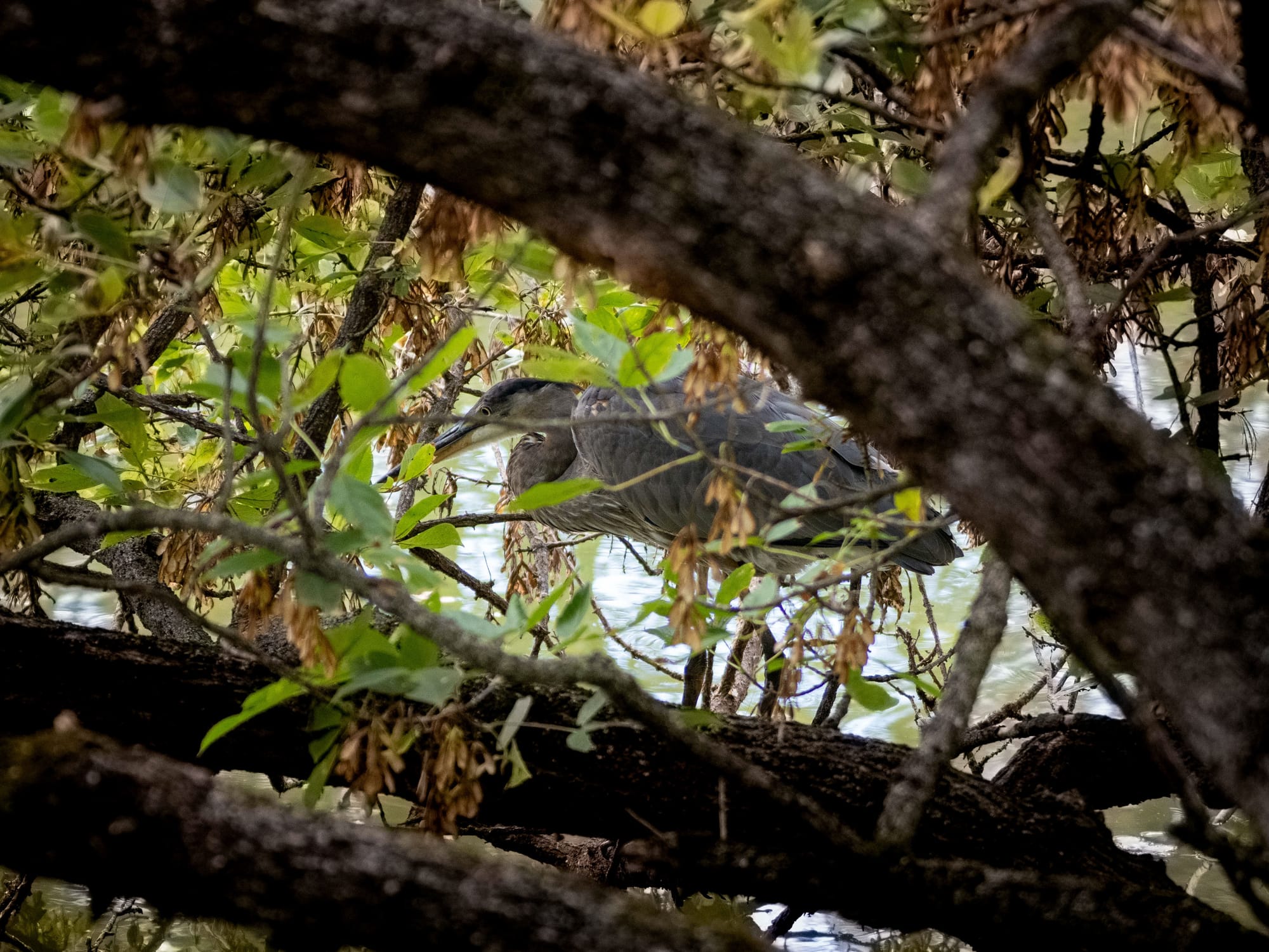 October at Nixon Park