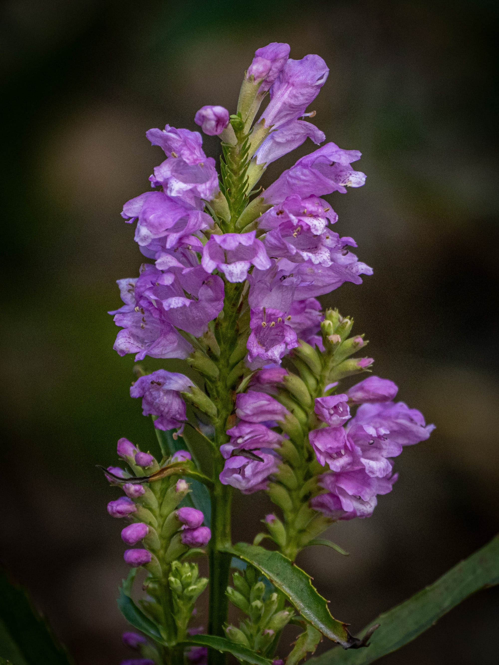 October at Nixon Park
