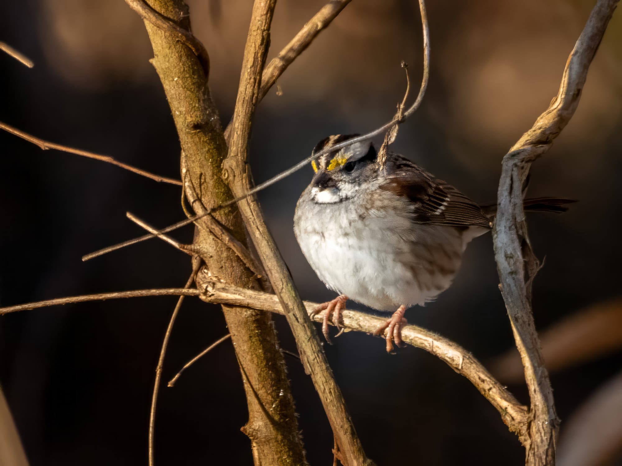Tan Stripes and White Stripes