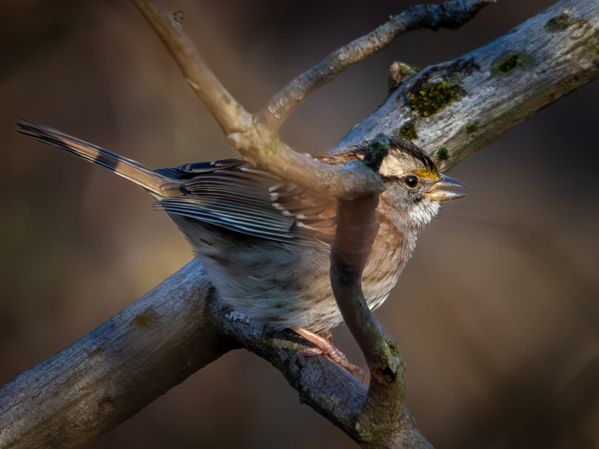 Tan Stripes and White Stripes