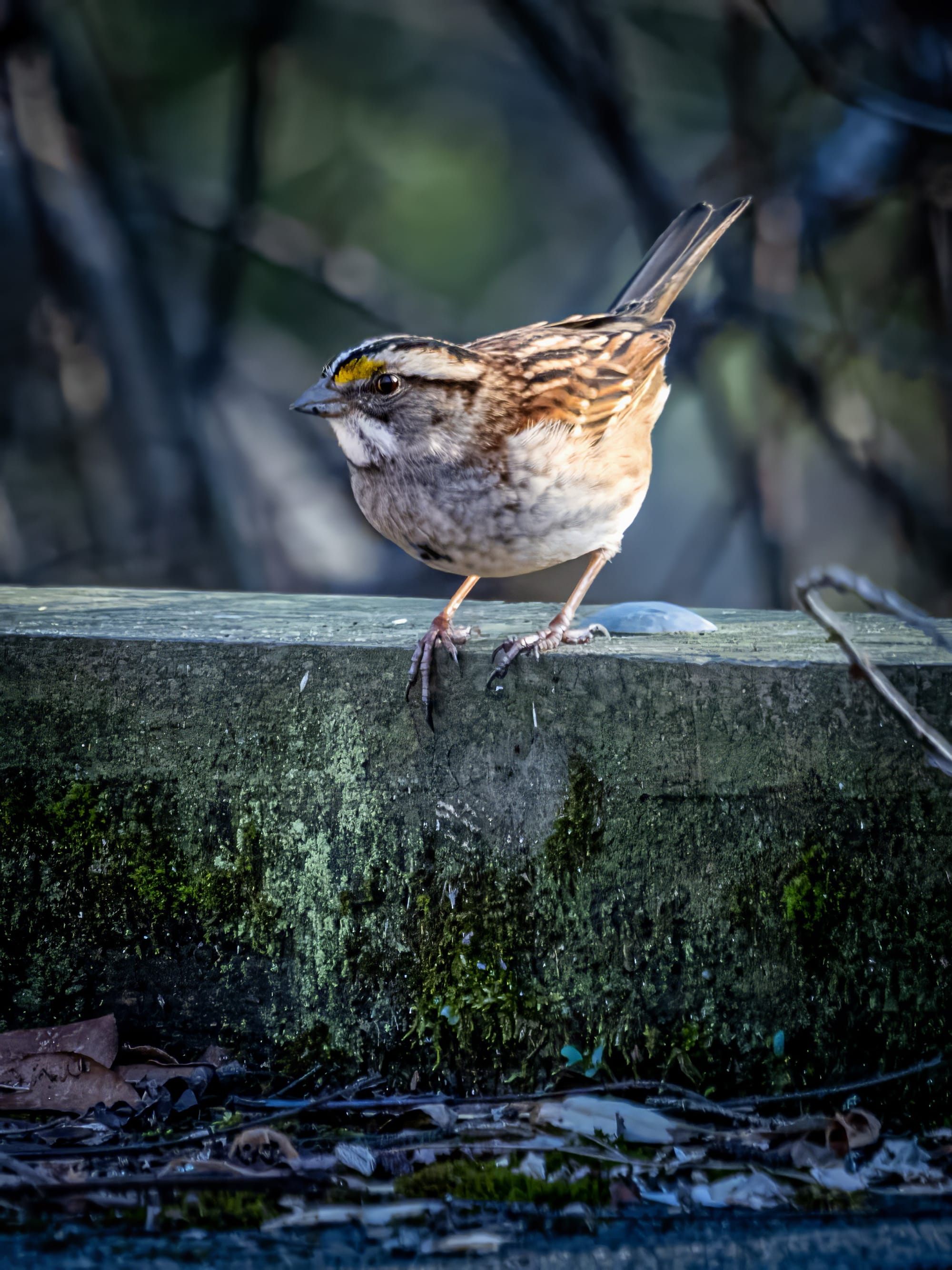 Tan Stripes and White Stripes