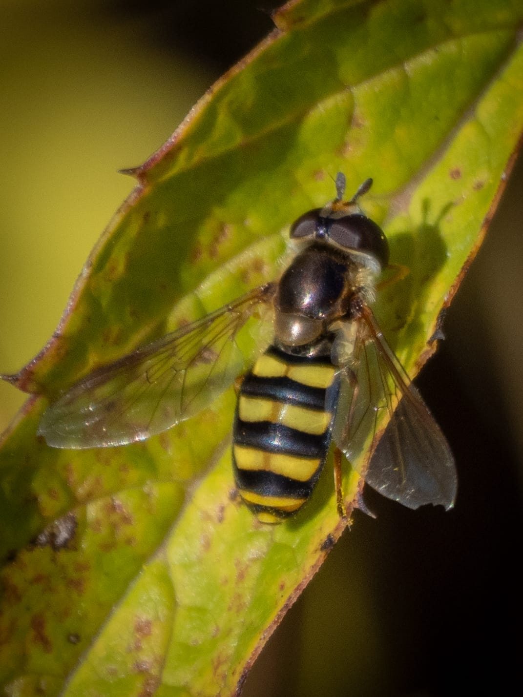 October at Nixon Park
