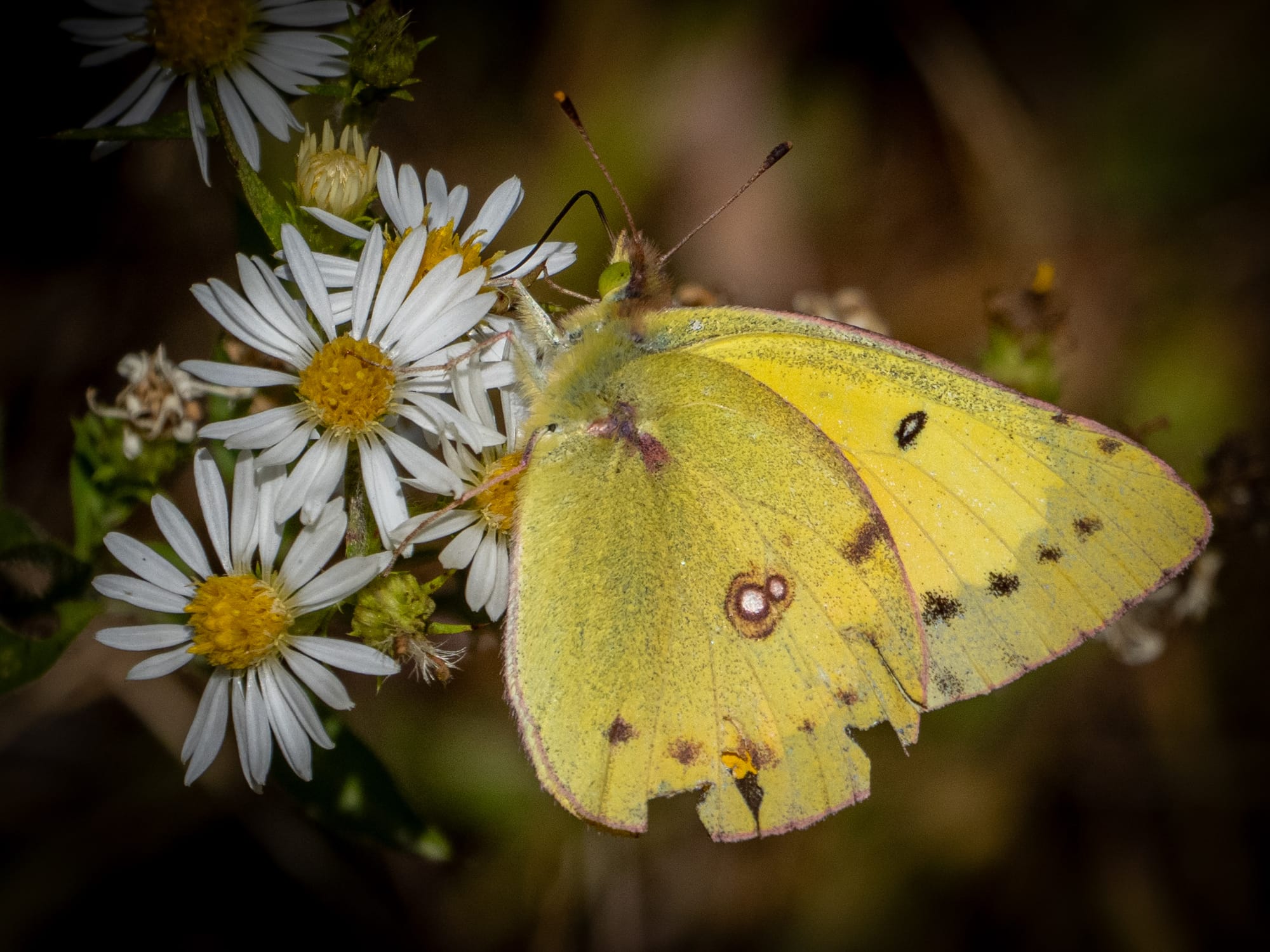 October at Nixon Park