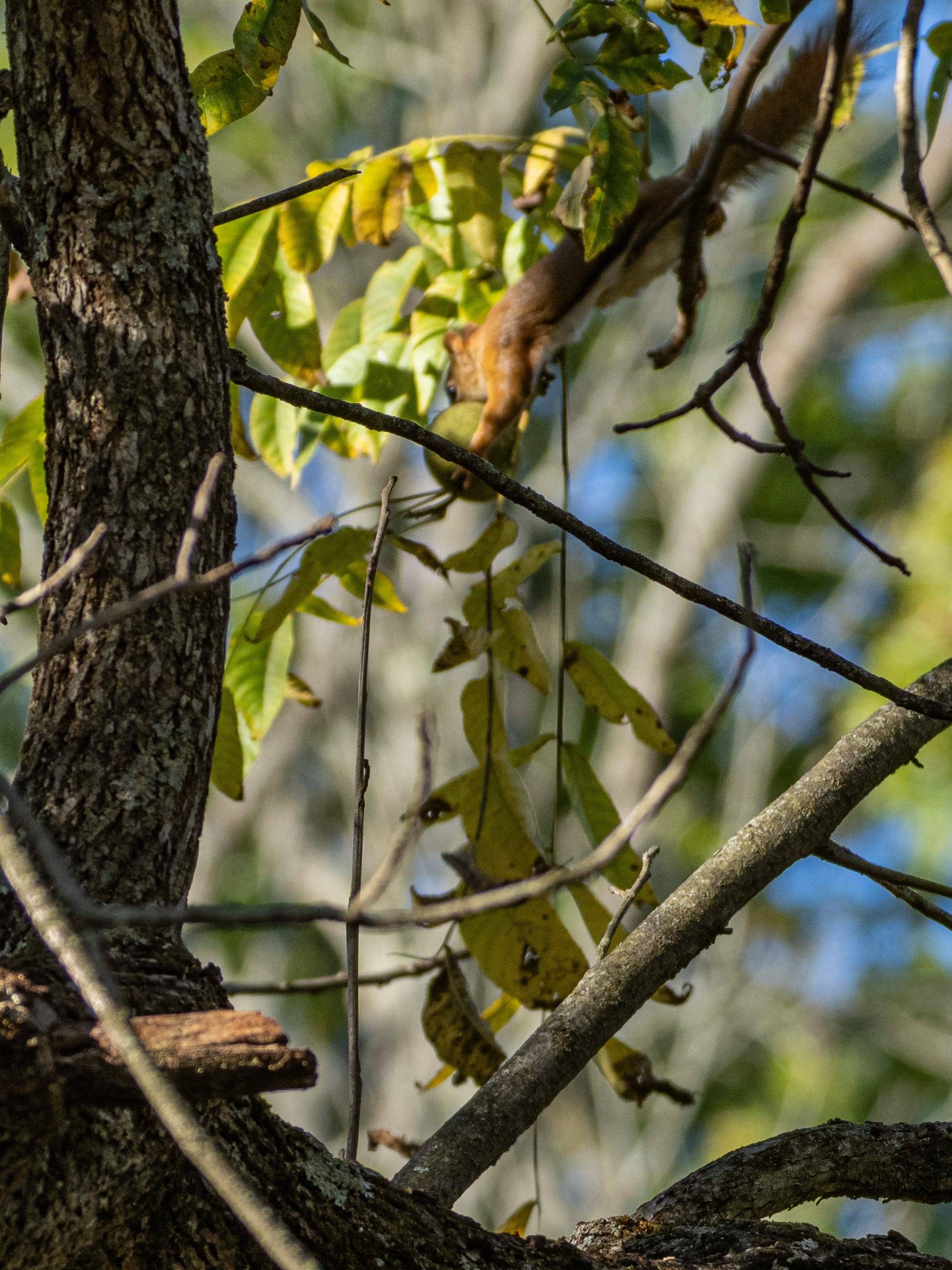 October at Nixon Park