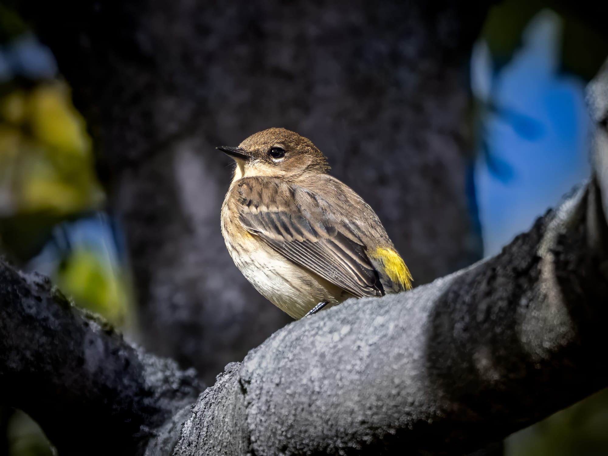 October at Nixon Park