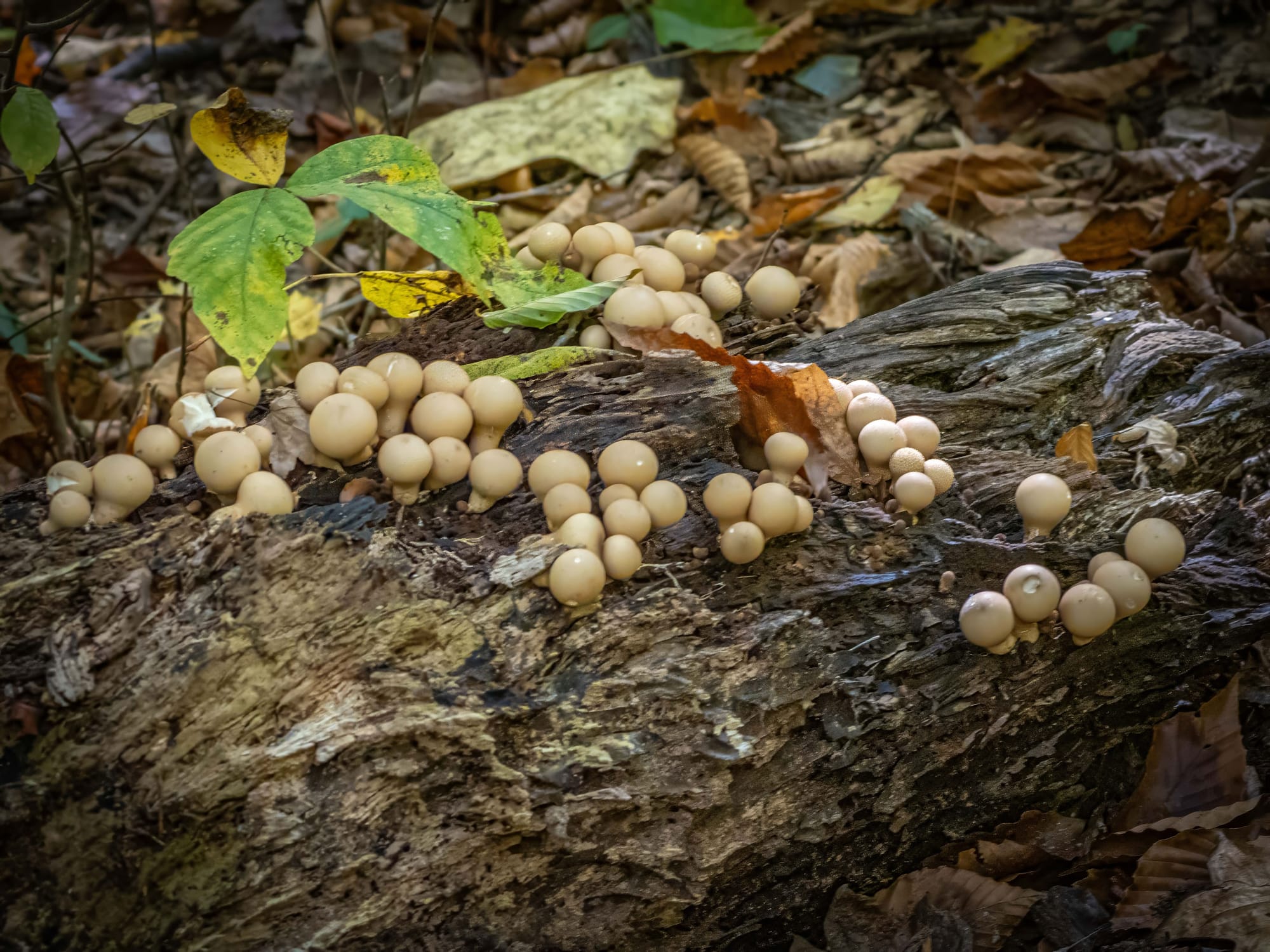 October at Nixon Park