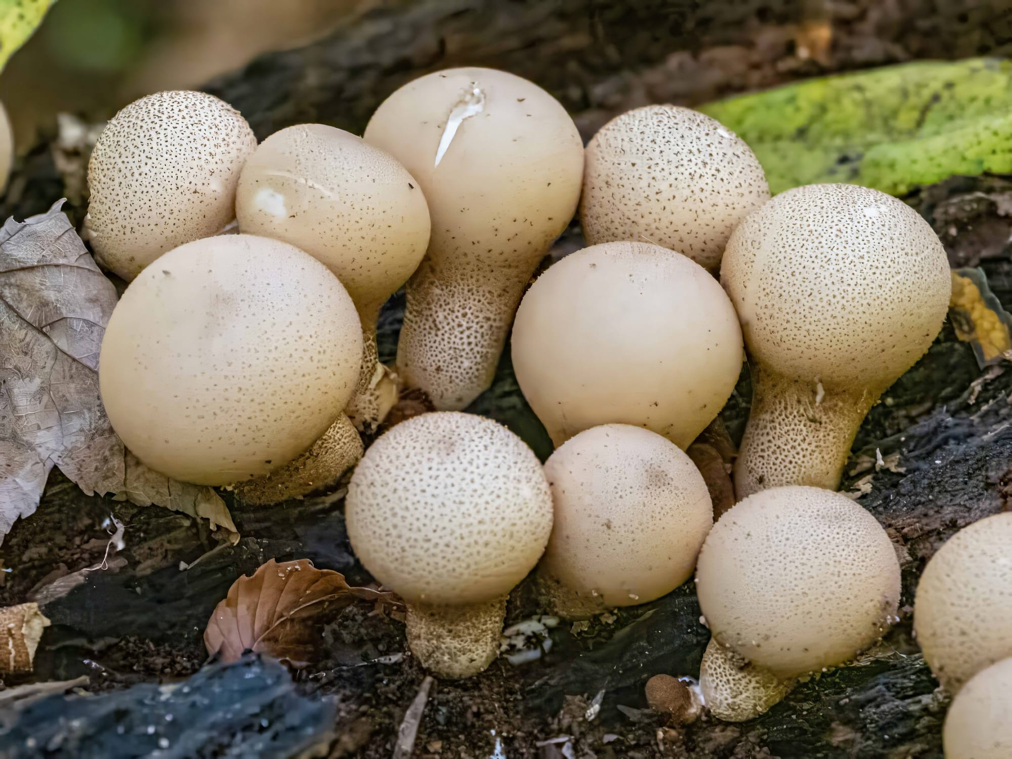 October at Nixon Park