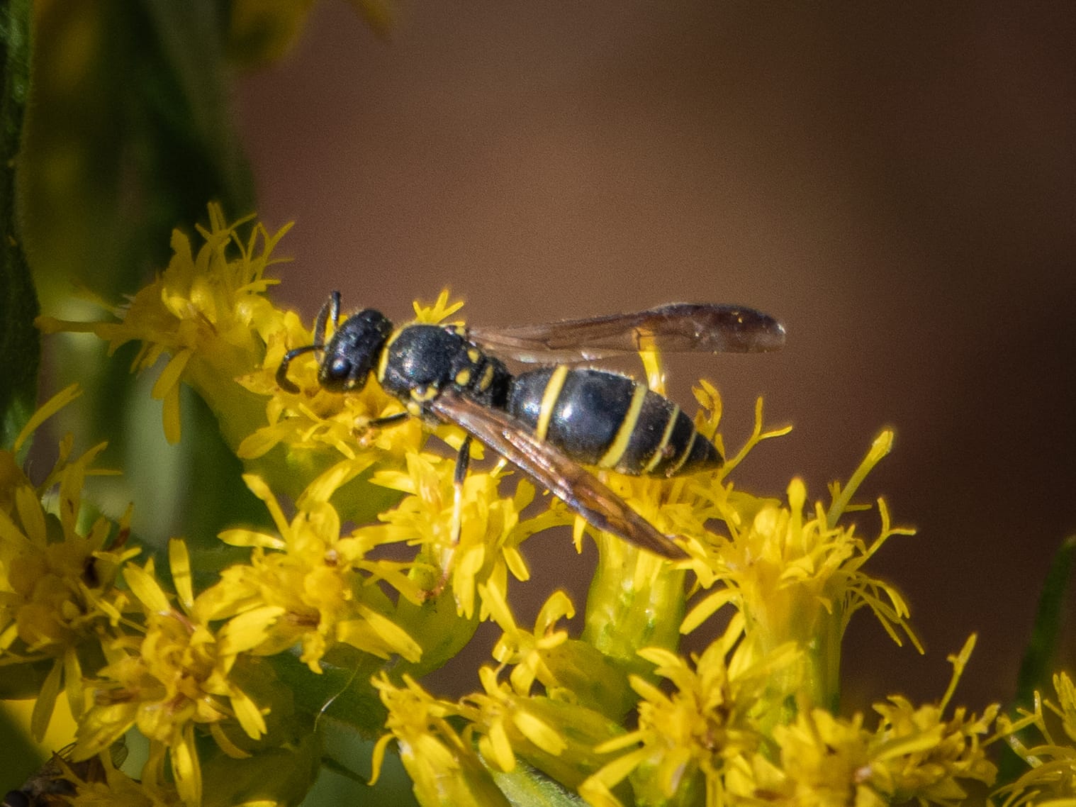 October at Nixon Park