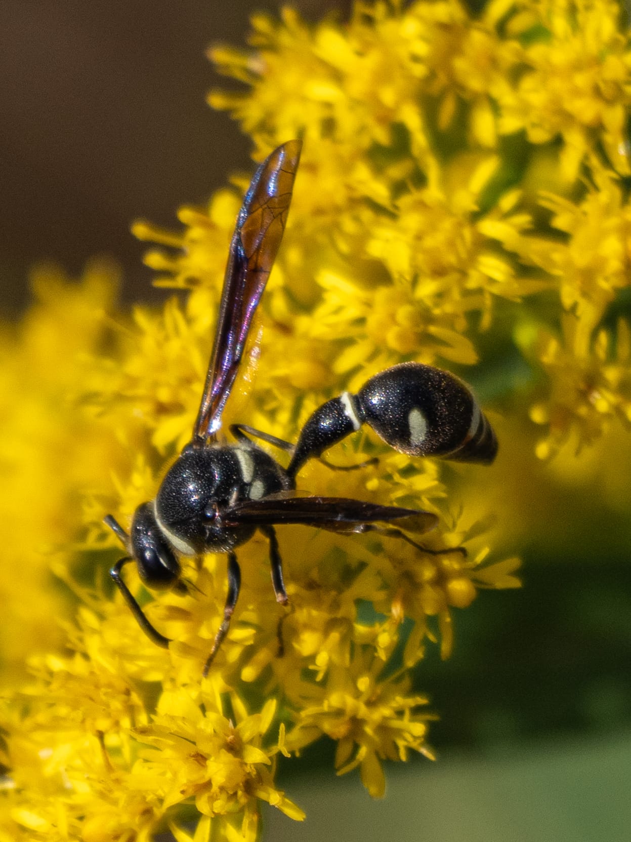 October at Nixon Park