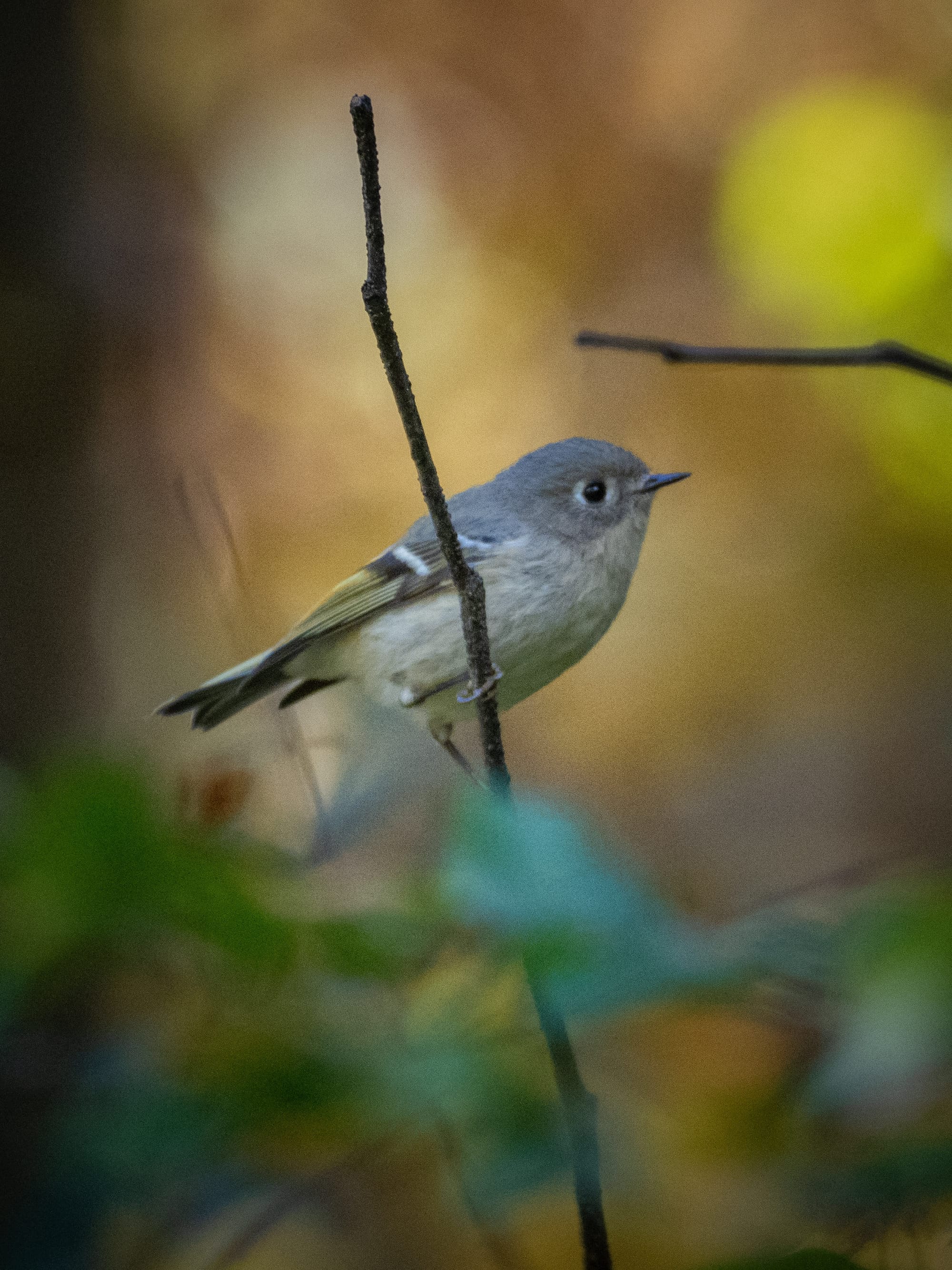 October at Nixon Park
