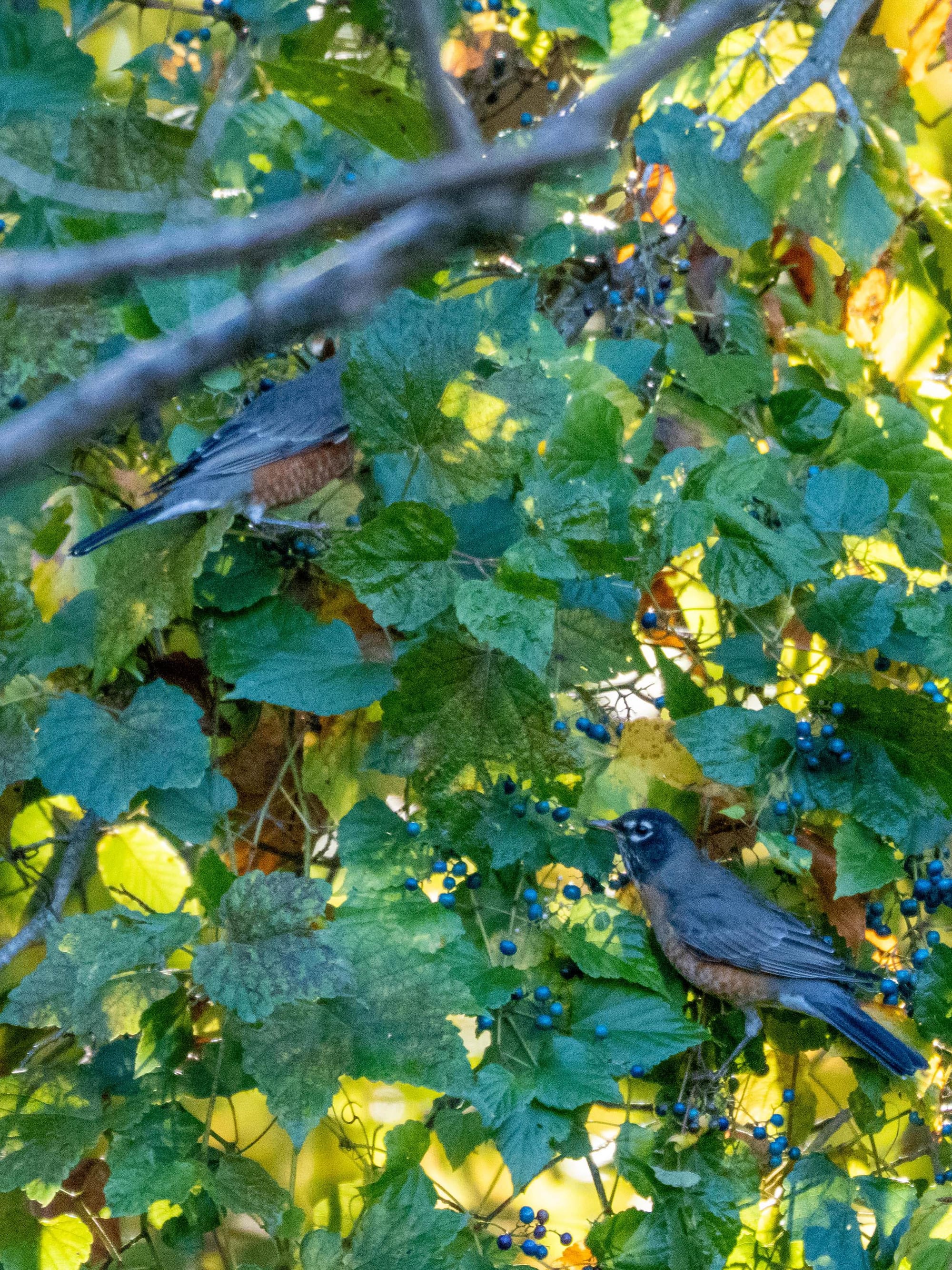 October at Nixon Park