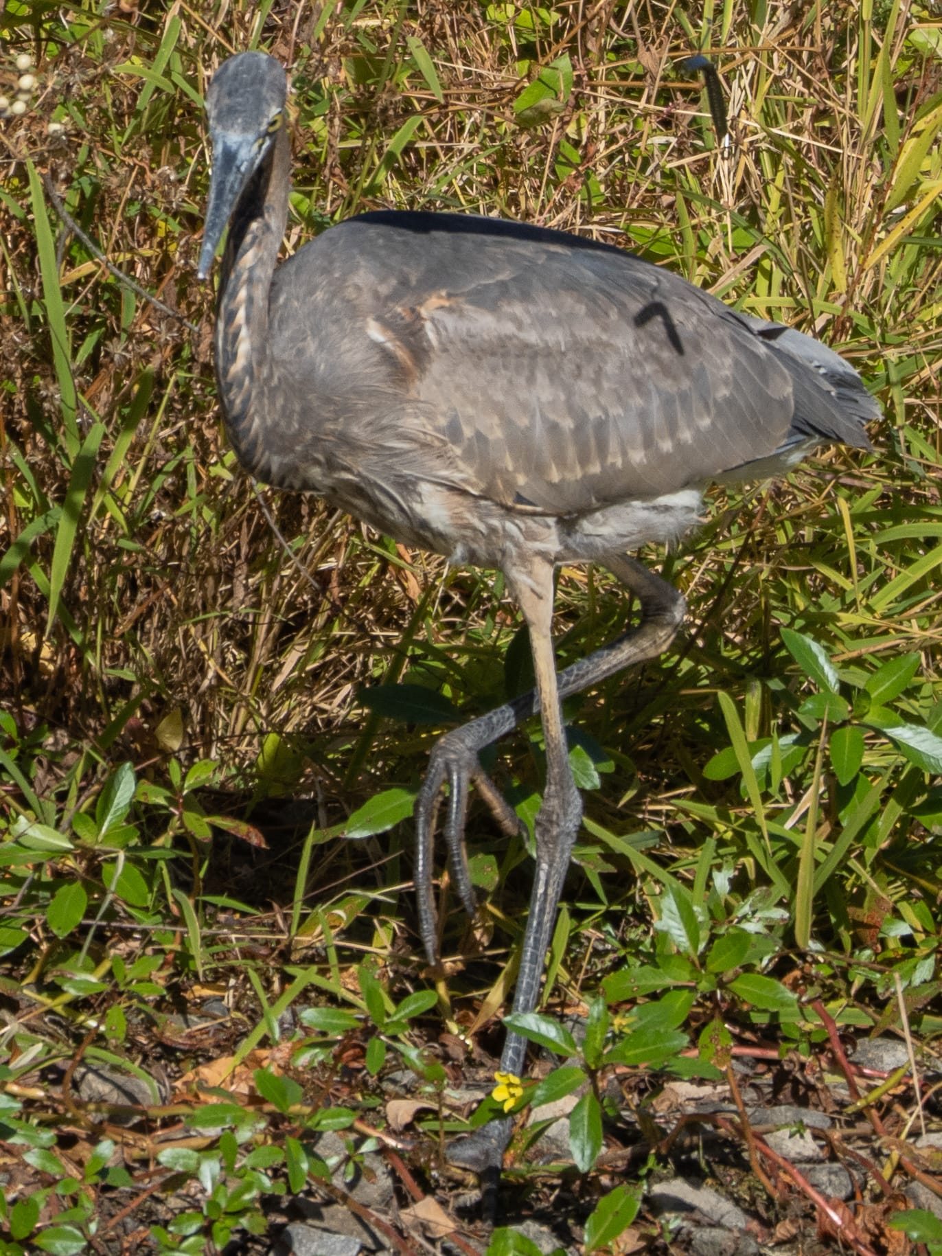 October at Nixon Park
