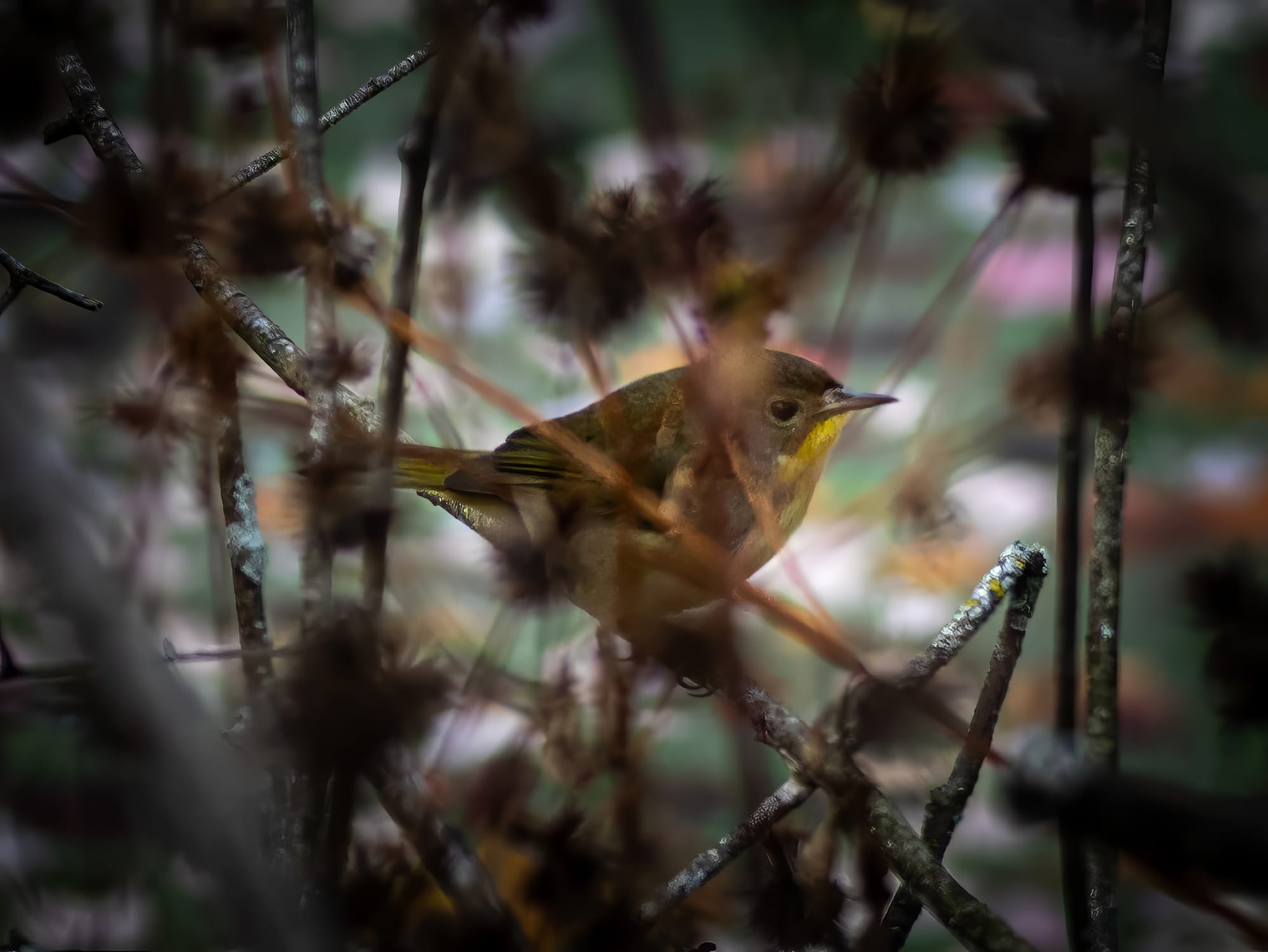 October at Nixon Park