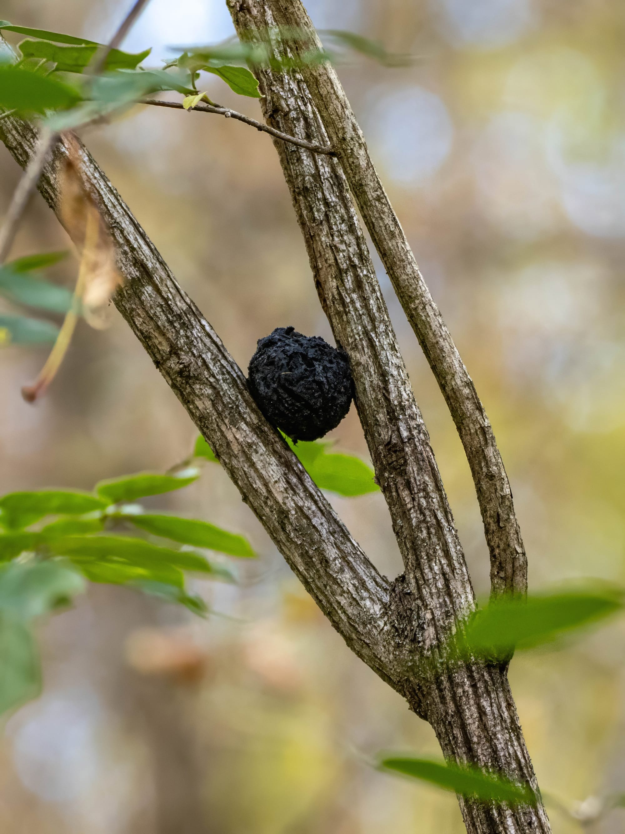 October at Nixon Park