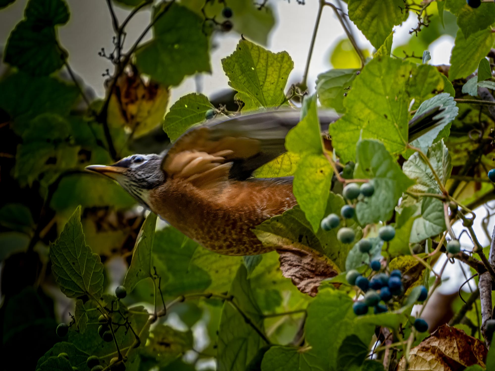 October at Nixon Park