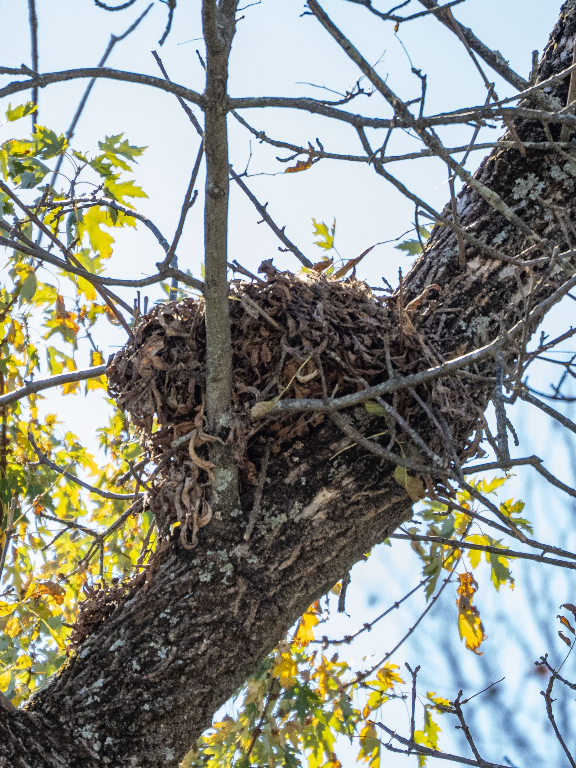 October at Nixon Park