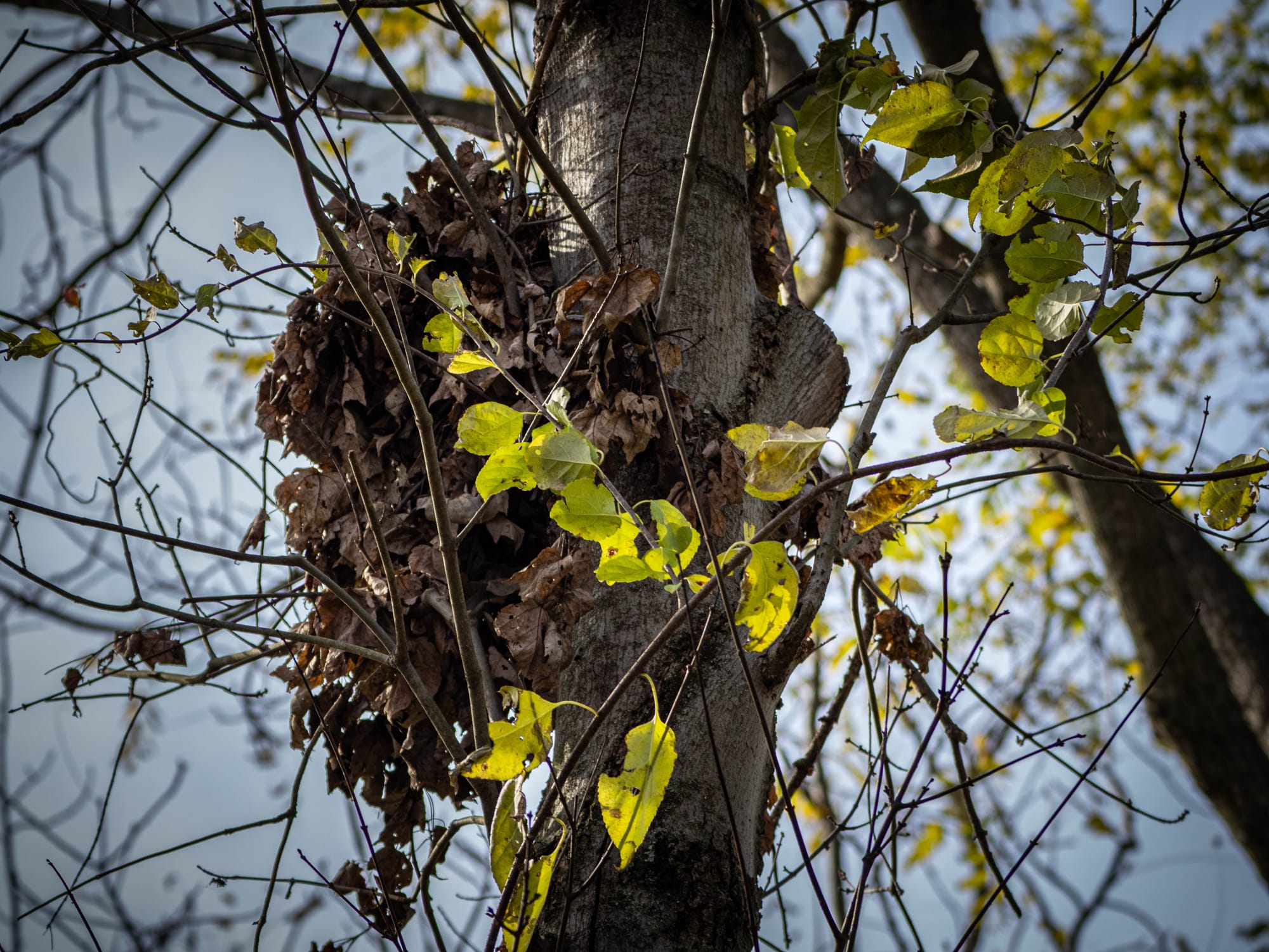 October at Nixon Park