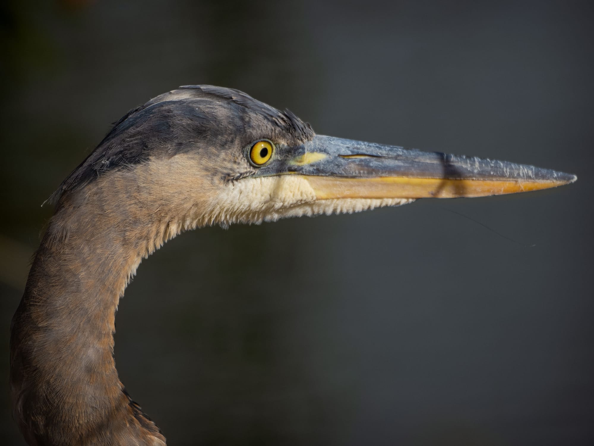 October at Nixon Park