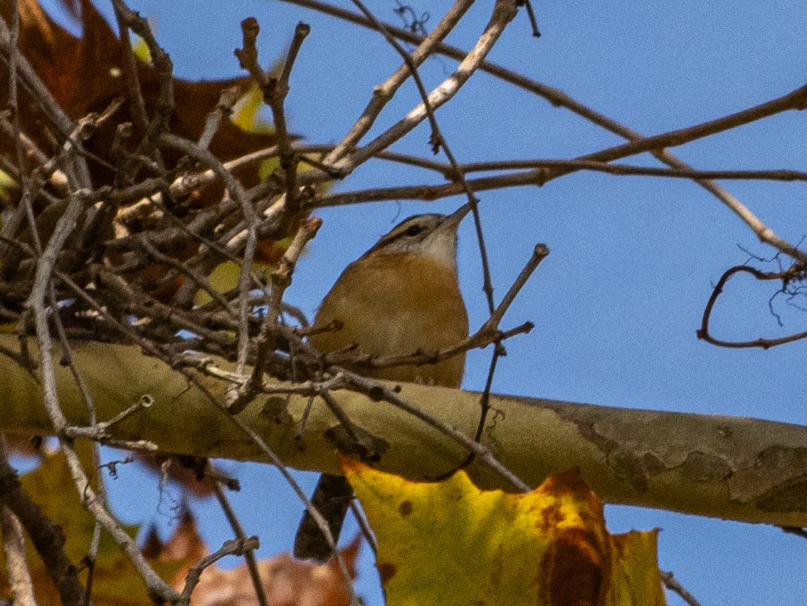 October at Nixon Park