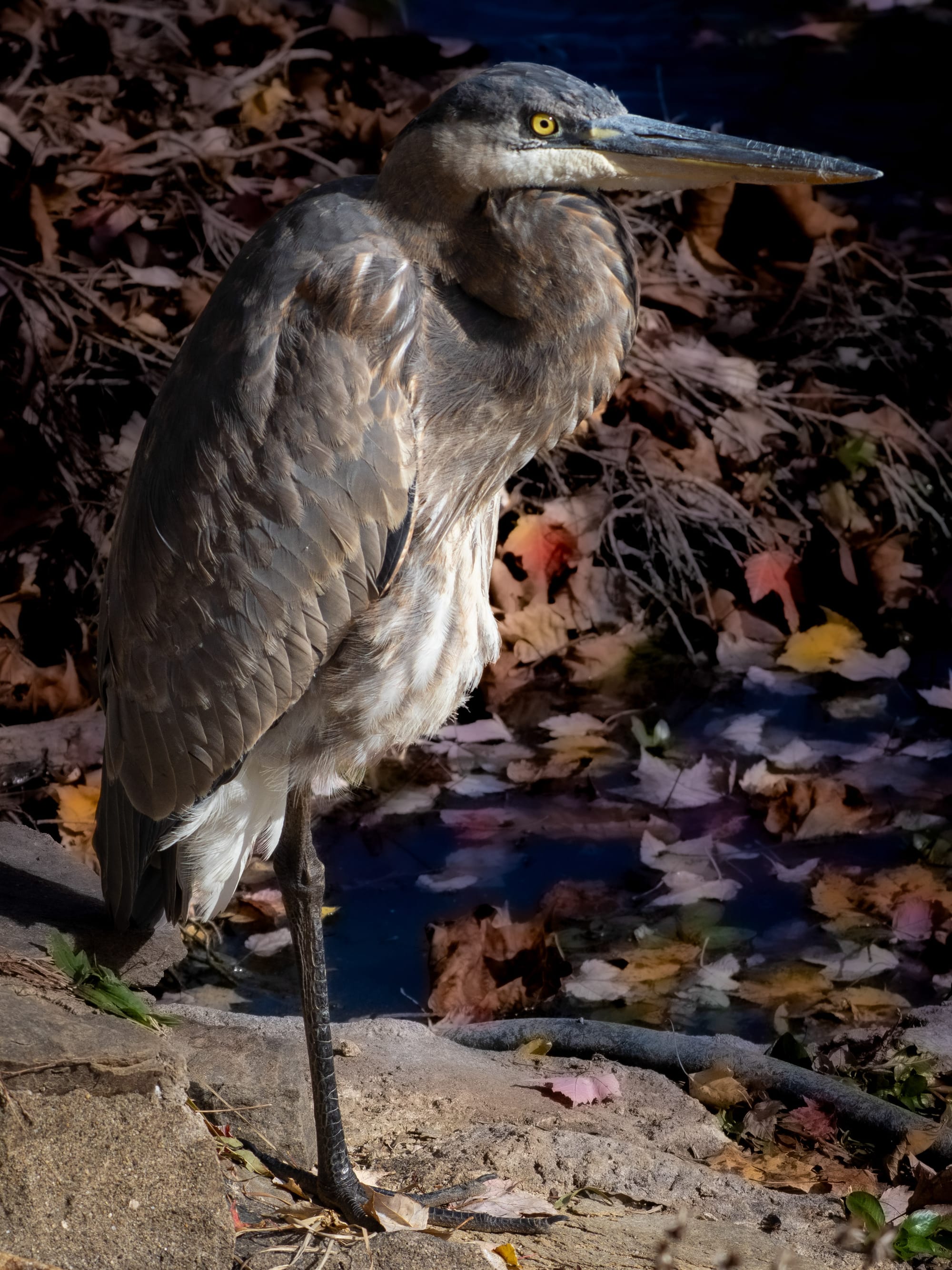 October at Nixon Park