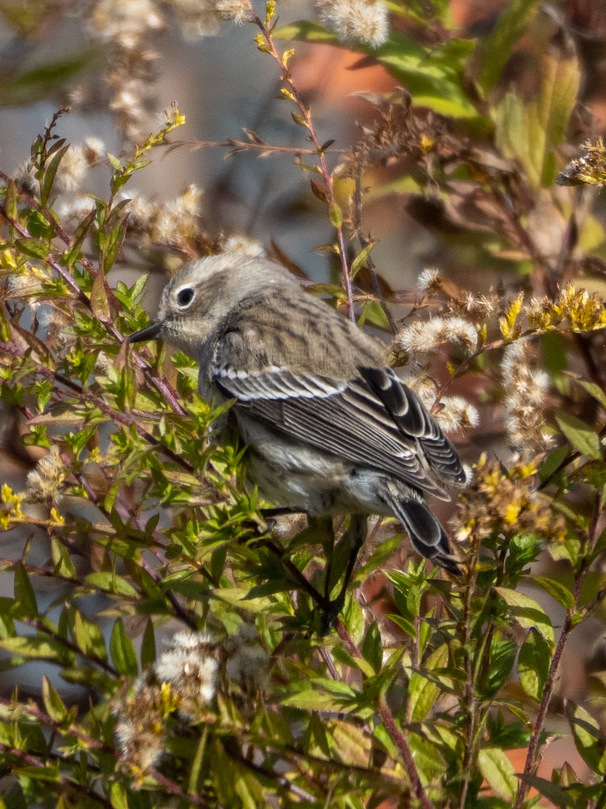 October at Nixon Park