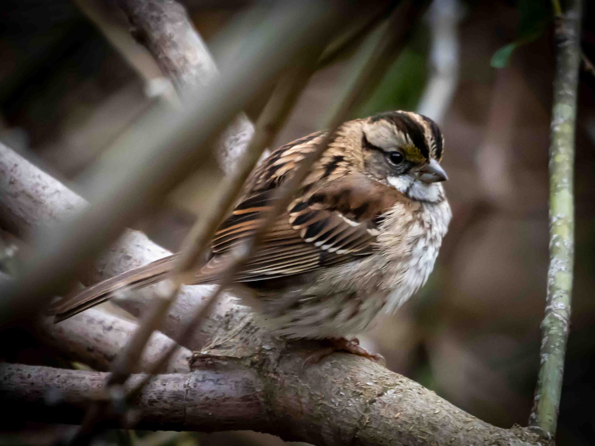 Tan Stripes and White Stripes