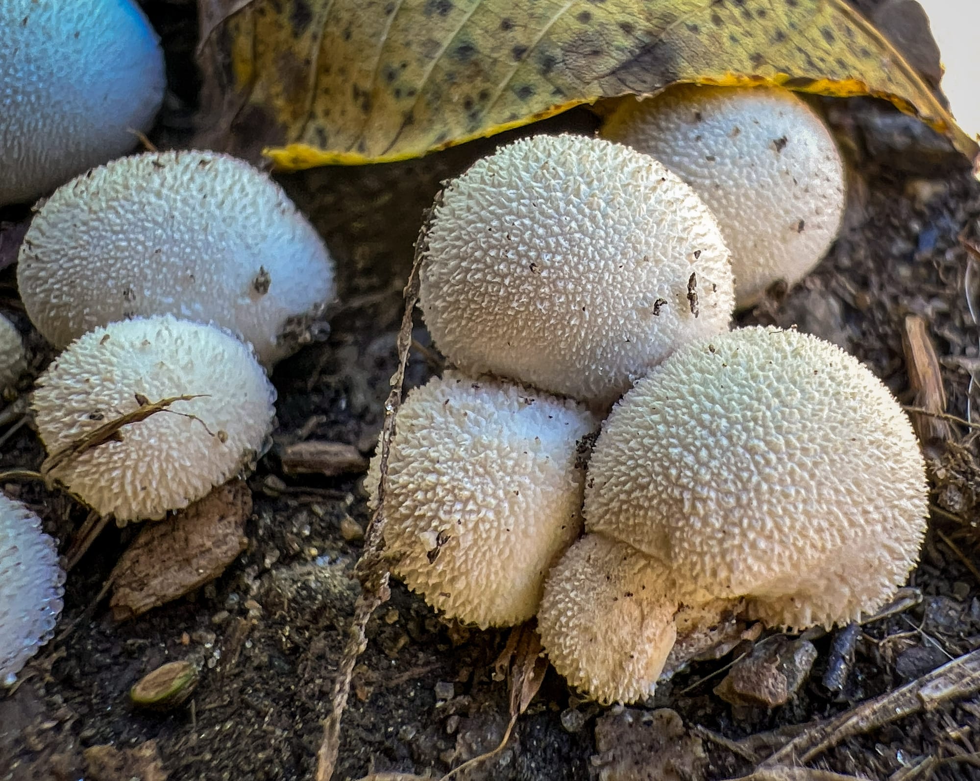 October at Nixon Park