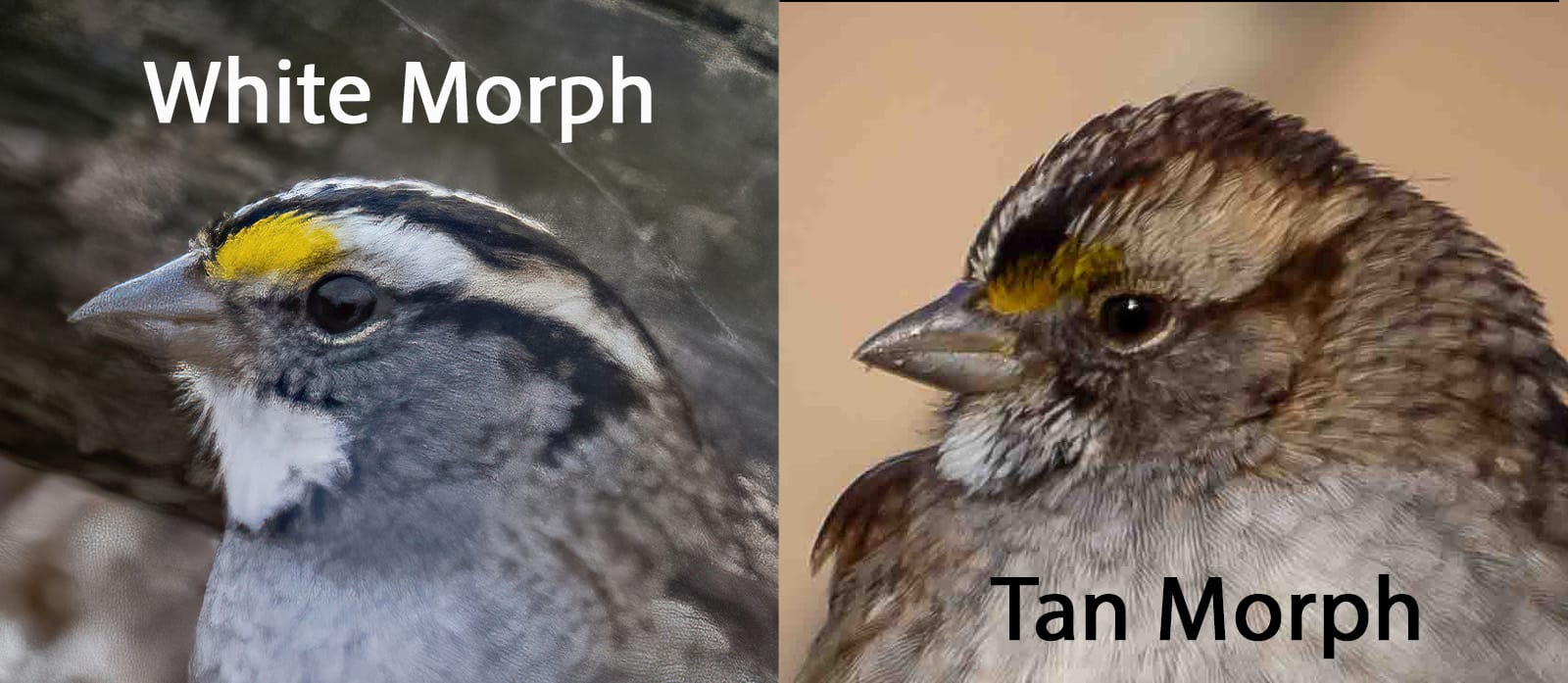 Tan Stripes and White Stripes