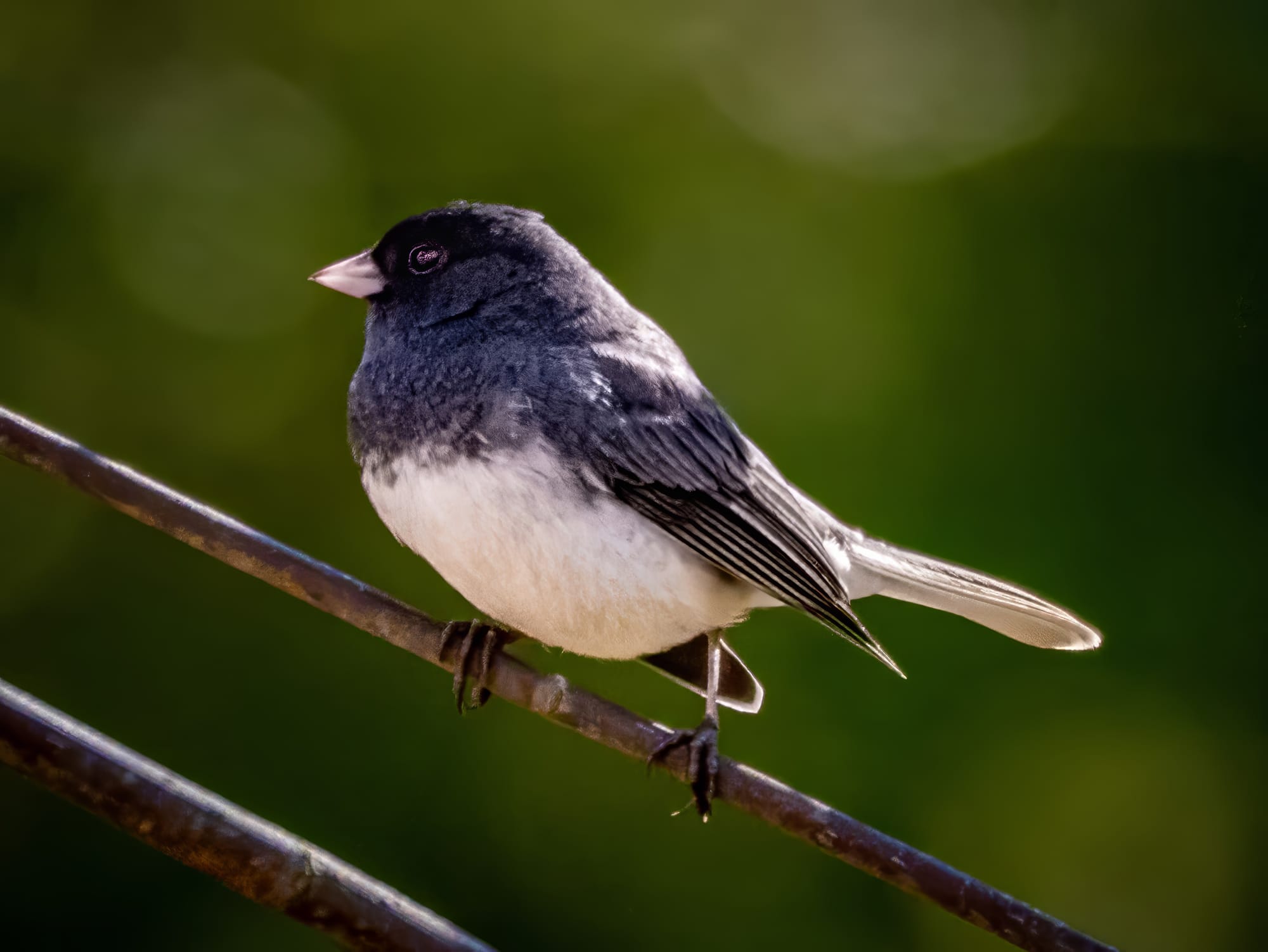 This Week at Nixon Park - November 1-7