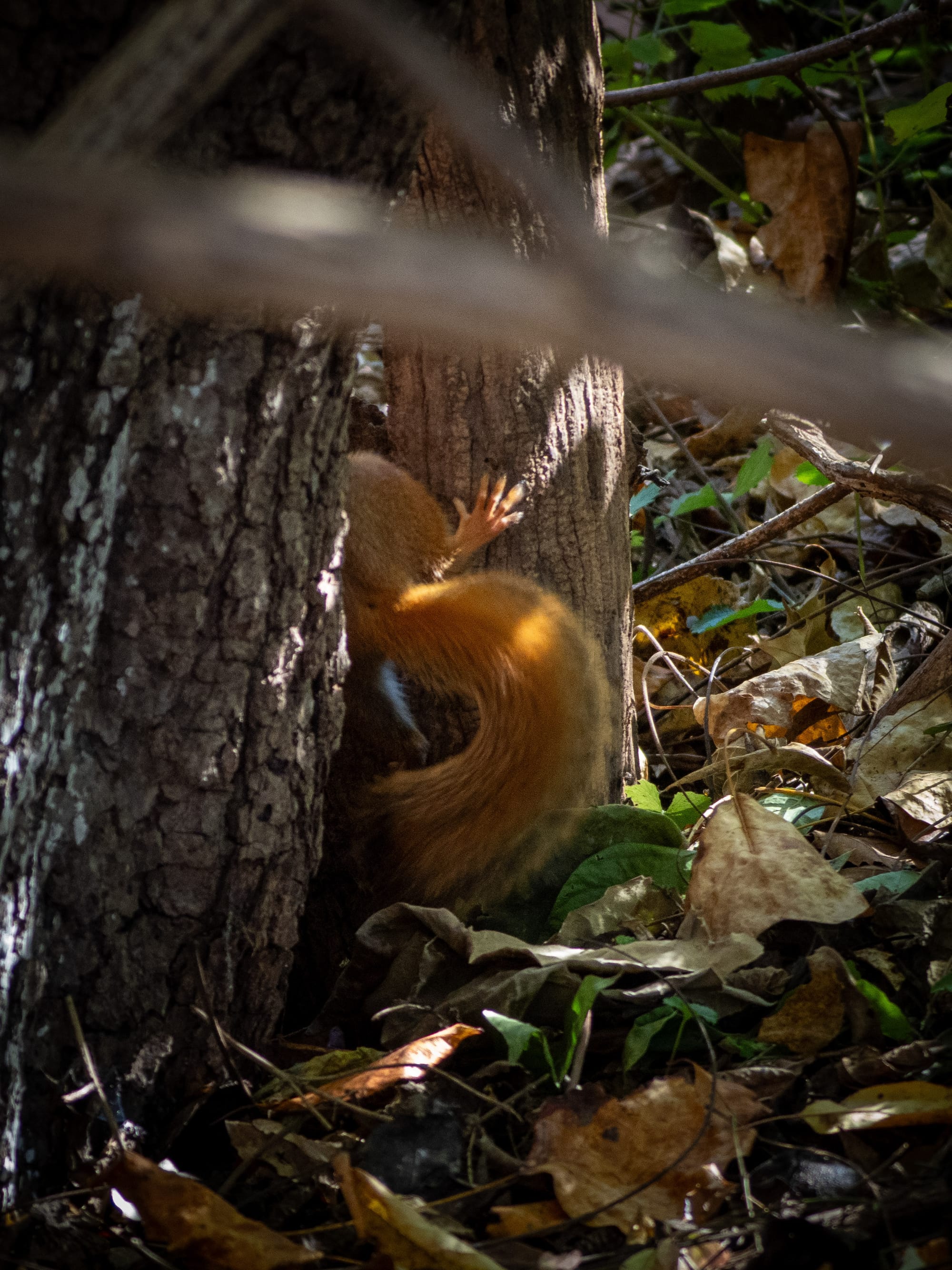 This Week at Nixon Park - November 1-7