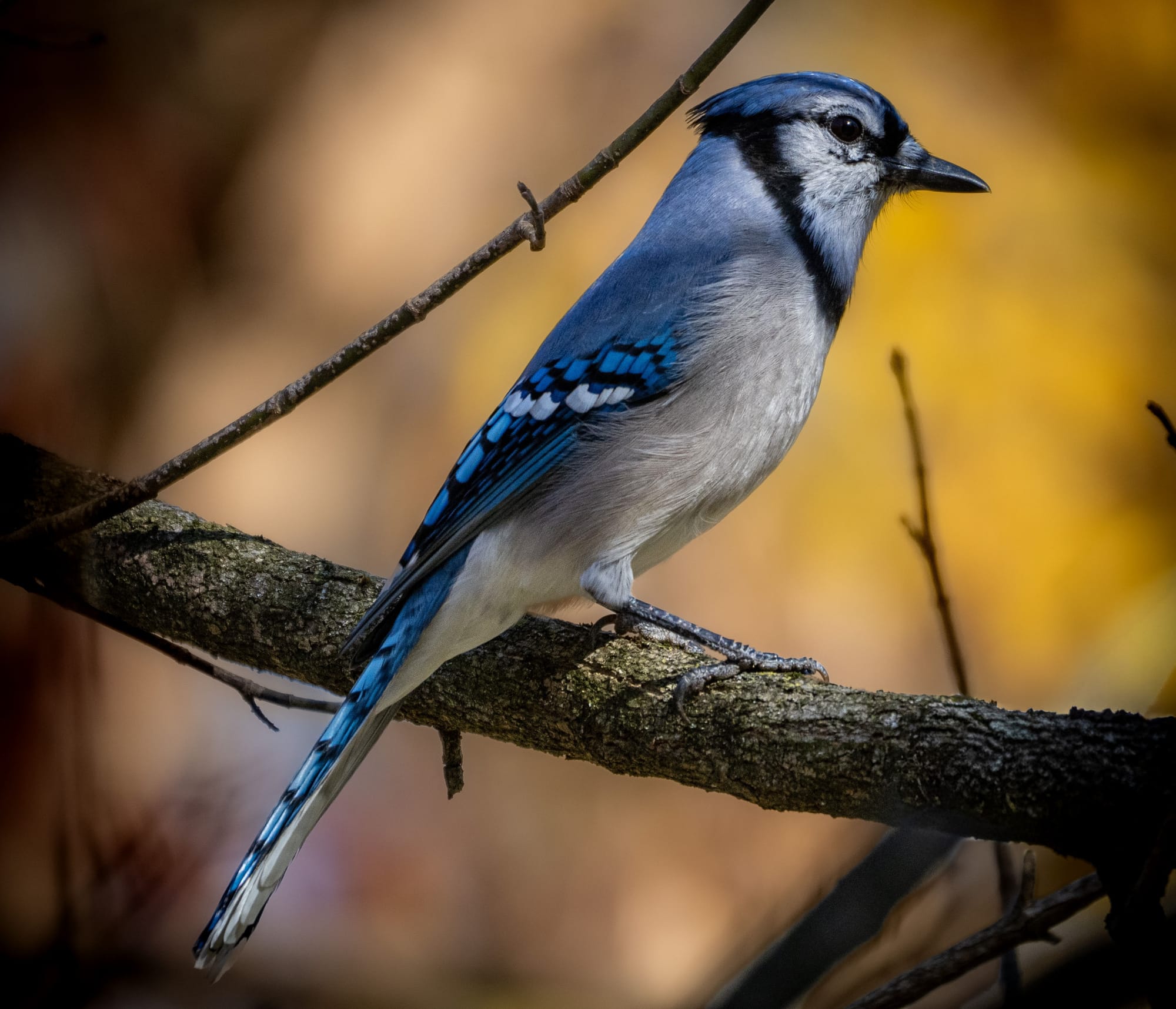 This Week at Nixon Park - November 1-7