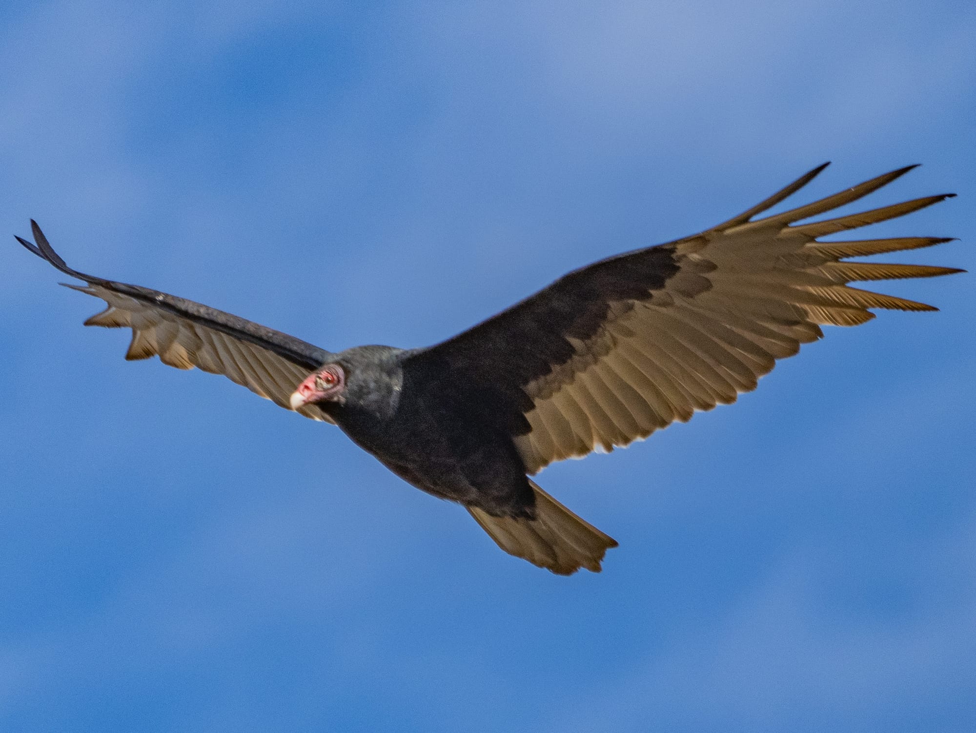 This Week at Nixon Park - November 1-7