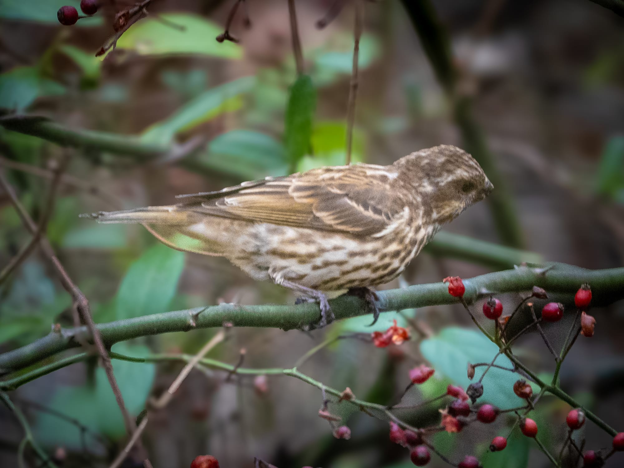 This Week at Nixon Park - November 1-7