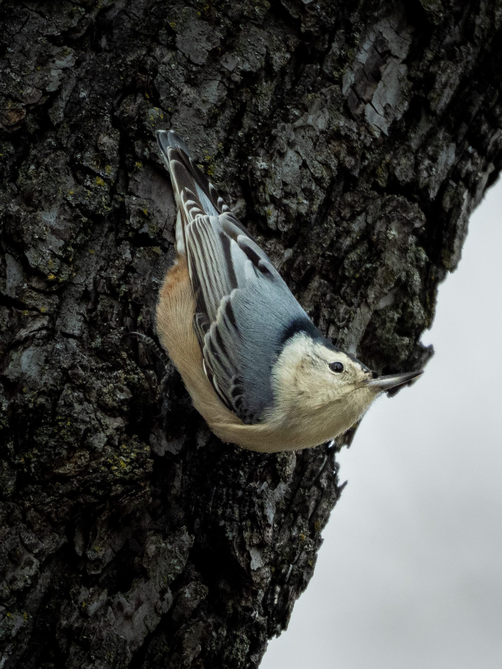 This Week at Nixon Park - November 1-7