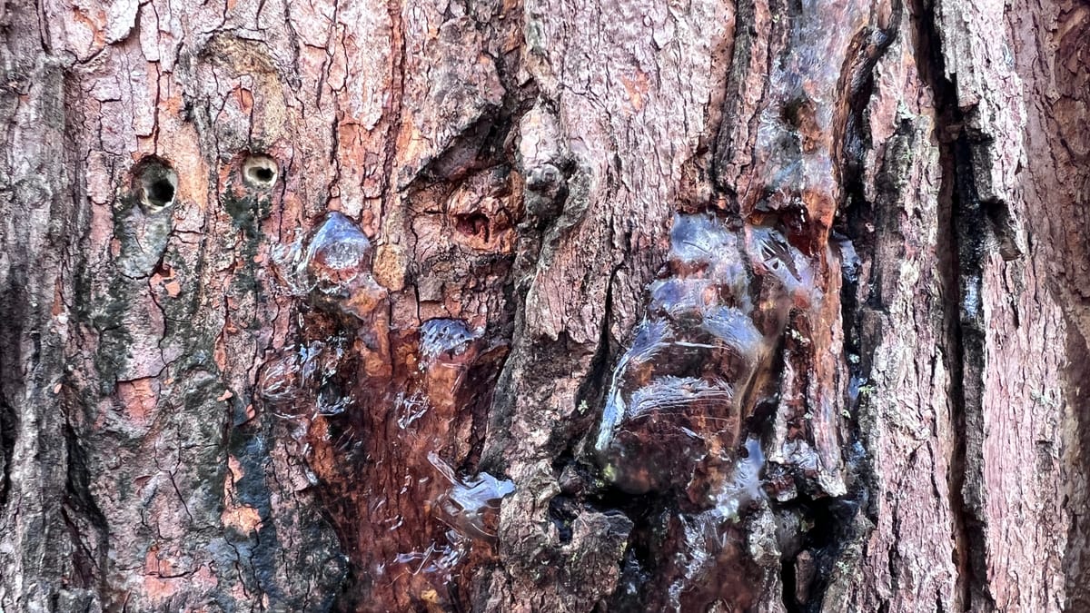 Sap Wells