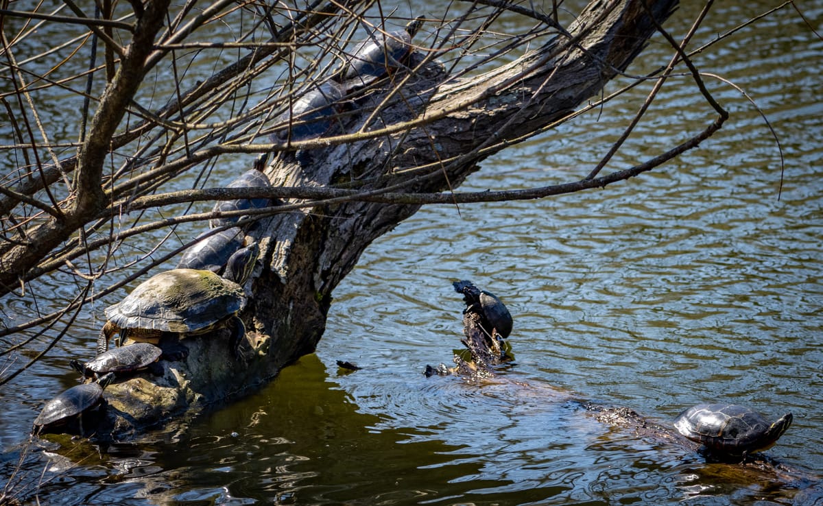 Turtles