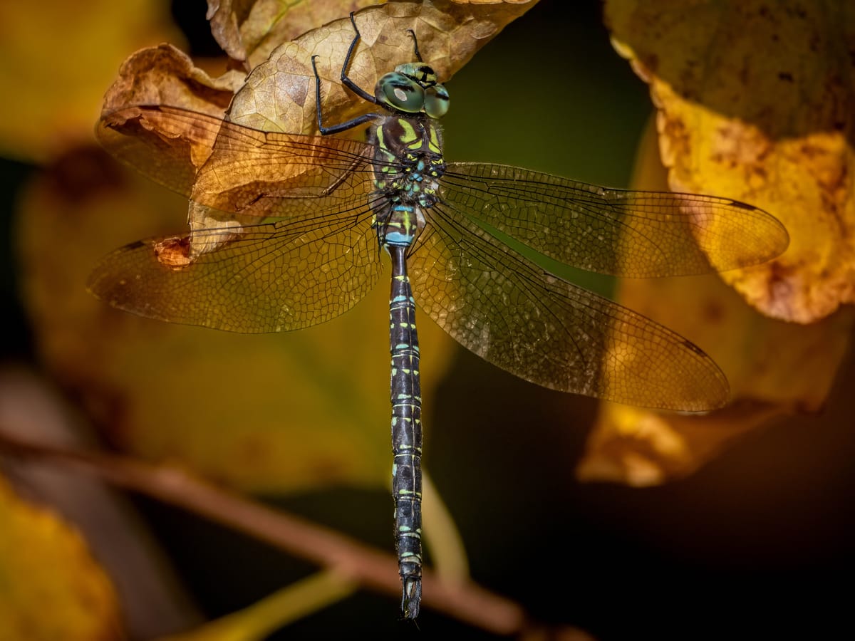 Shadow Darner