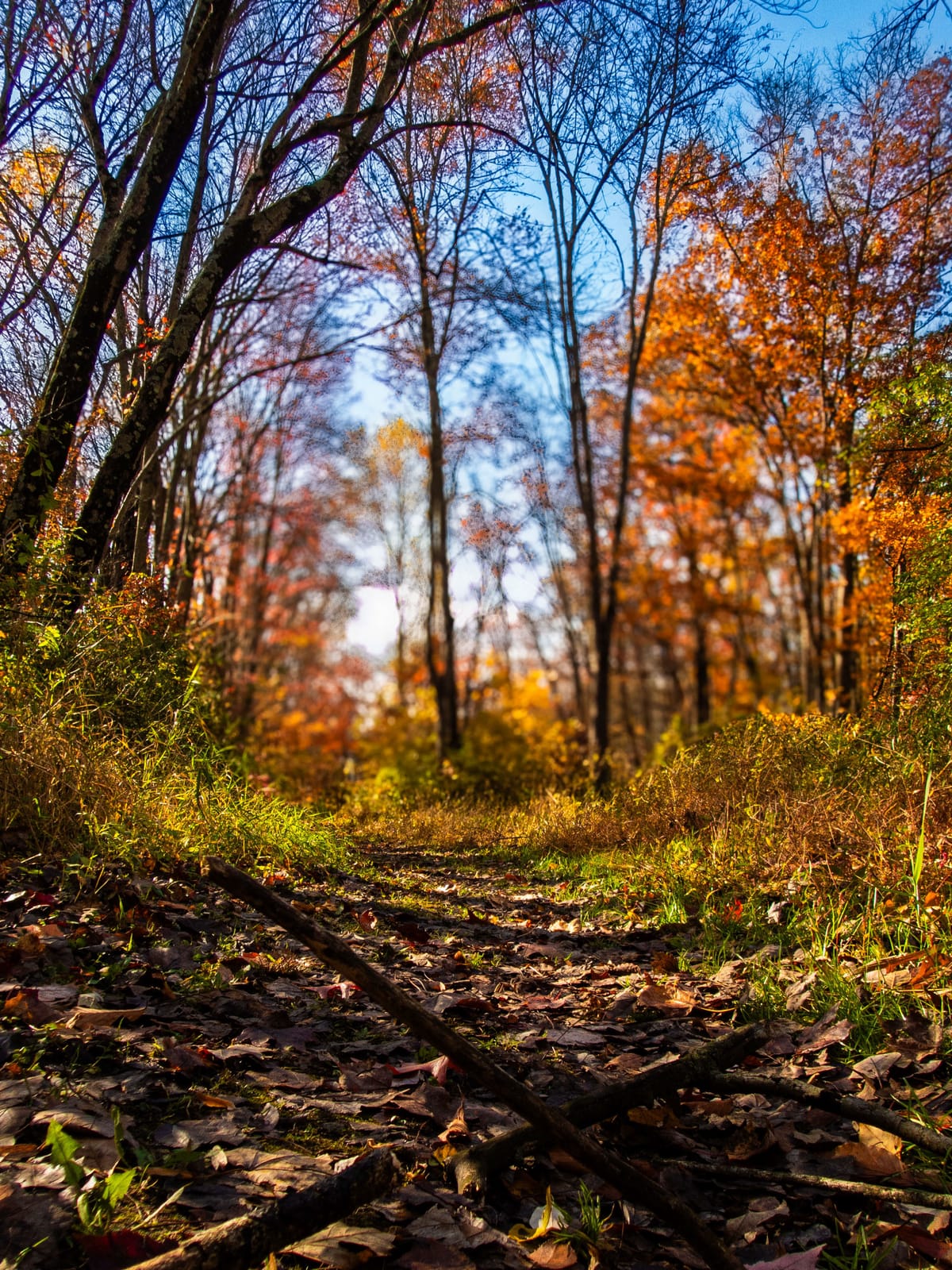 This Week at Nixon Park - November 1-7