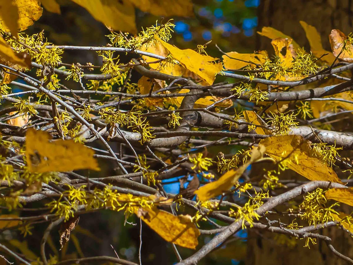 The Last Flowers of the Year