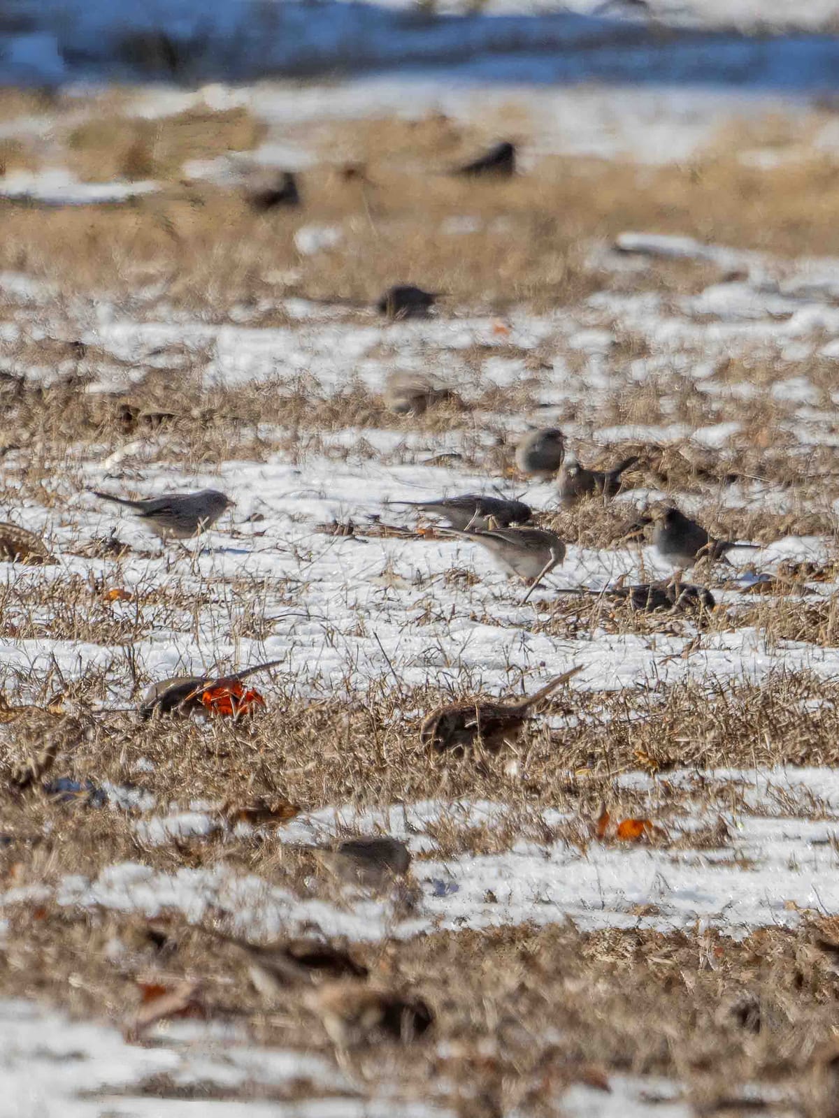 Winter Bird Alliances
